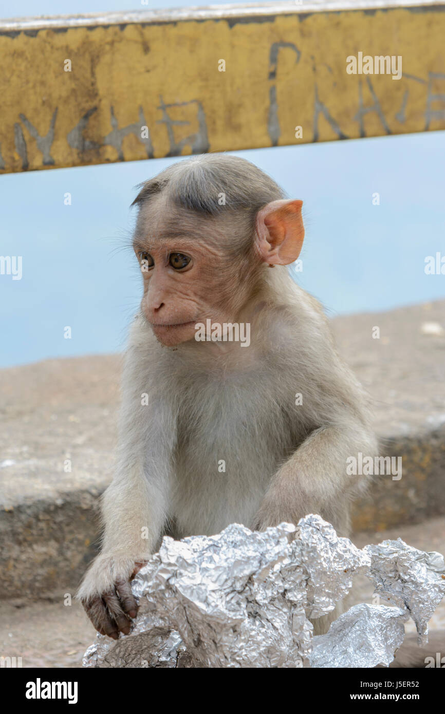 Portrait of a baby Bonnet macaque monkey (Macaca radiata) in Wayanad District, Kerala, South India, South Asia Stock Photo