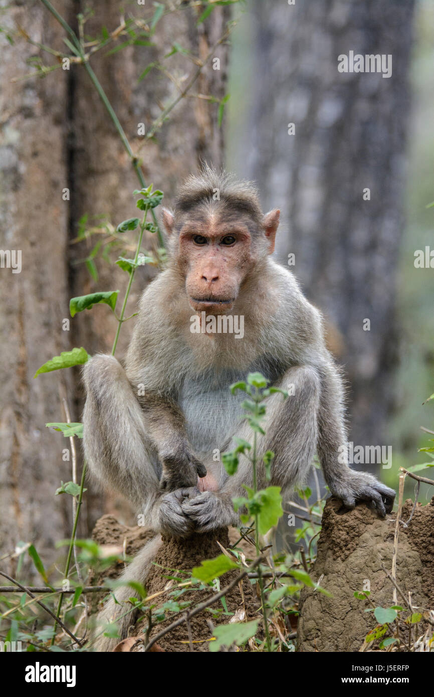 Portrait of a Bonnet macaque monkey (Macaca radiata) in a forest in Wayanad District, Kerala, South India, South Asia Stock Photo
