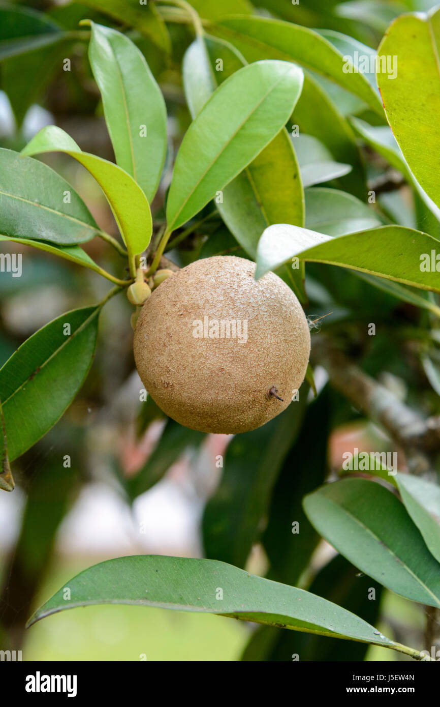 Sapodilla fruit (Manilkara zapota) growing on a tree in Kerala, South India, South Asia. The fruit is also known as sapota and chikoo. Stock Photo