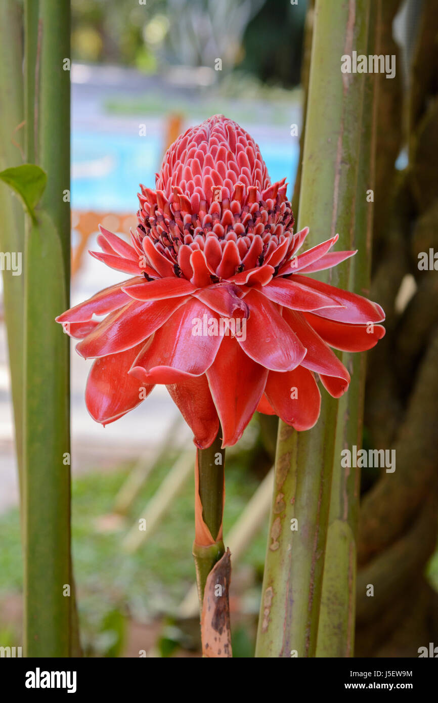 Red Etlingera elatior (also known as torch ginger, ginger flower, red ginger lily, torch lily and wild ginger), Kerala, South India, South Asia Stock Photo