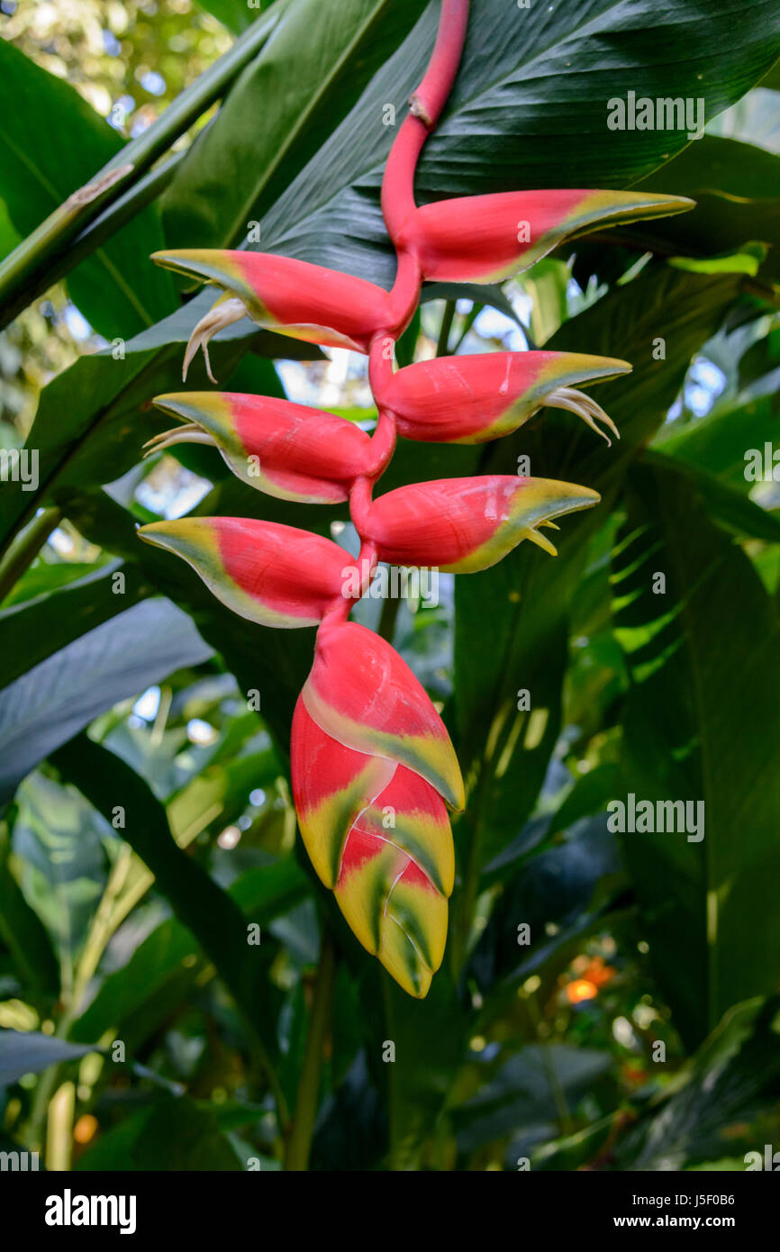 Heliconia rostrata (also known as Hanging Lobster Claw, False Bird of Paradise and Parrot flower), Kerala, South India, South Asia Stock Photo