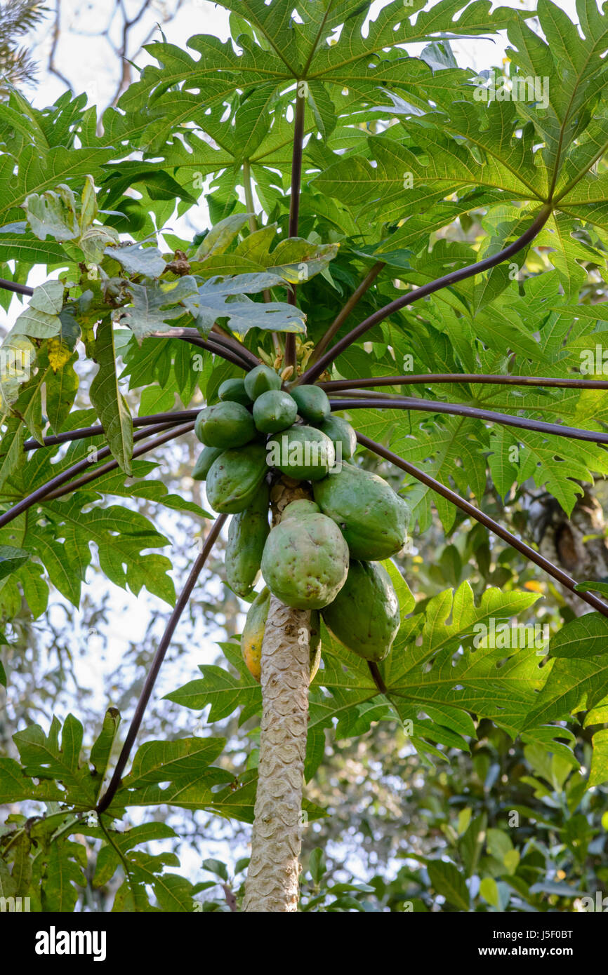 Carica papaya (Papayas or Pawpaw) growing on a tree in Kerala, South India, South Asia Stock Photo