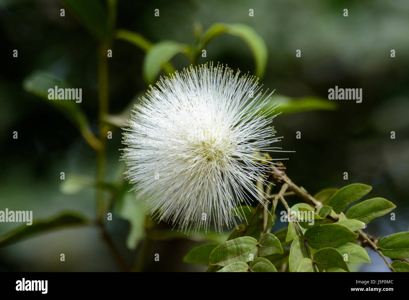 White Powder Puff plant, Calliandra haematocephala, Kerala, South India