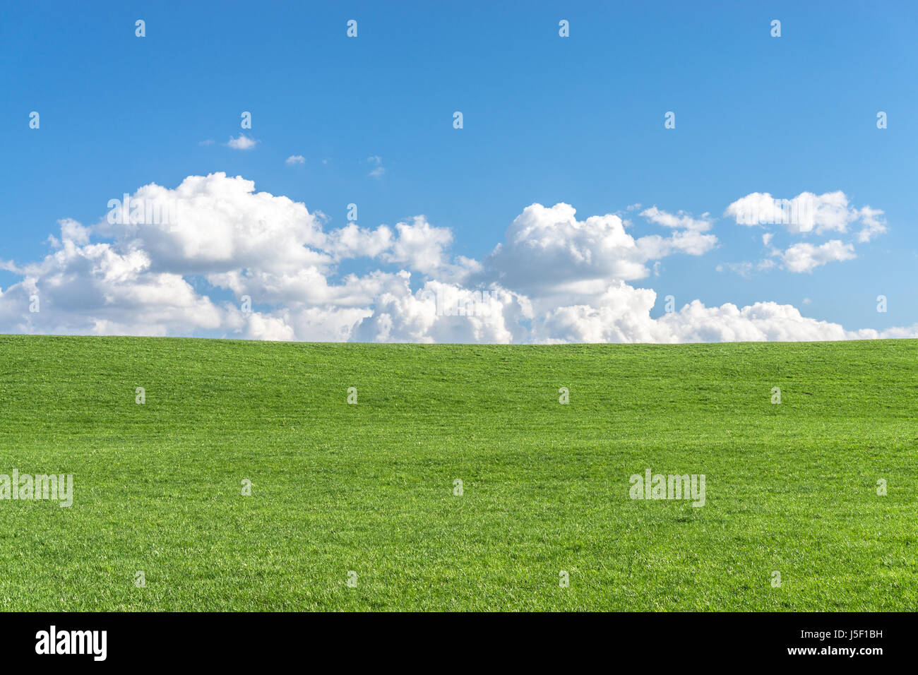 Green grass field with clear blue sky and white clouds Stock Photo