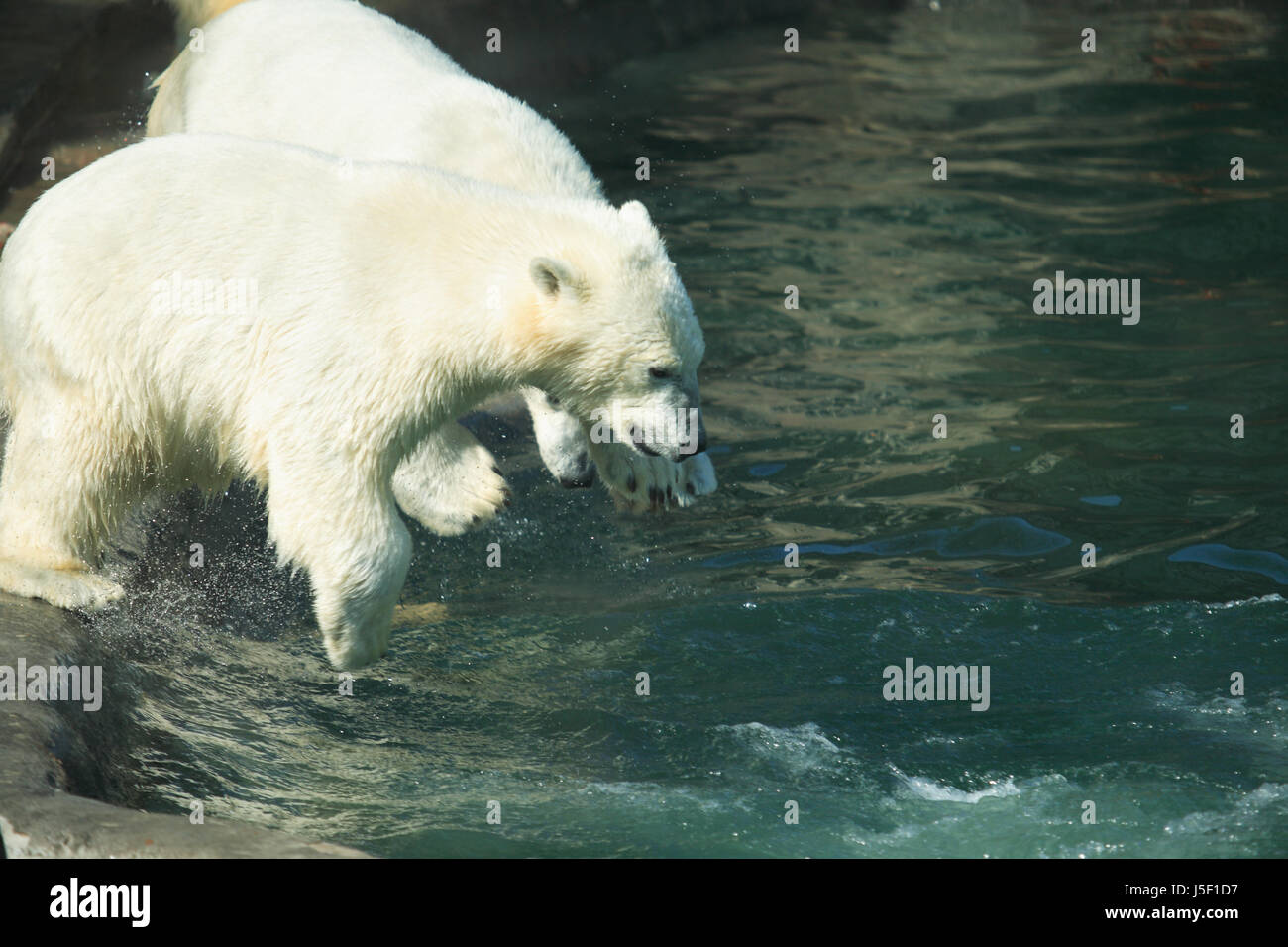 Pair of young polar bears jumping to water Stock Photo