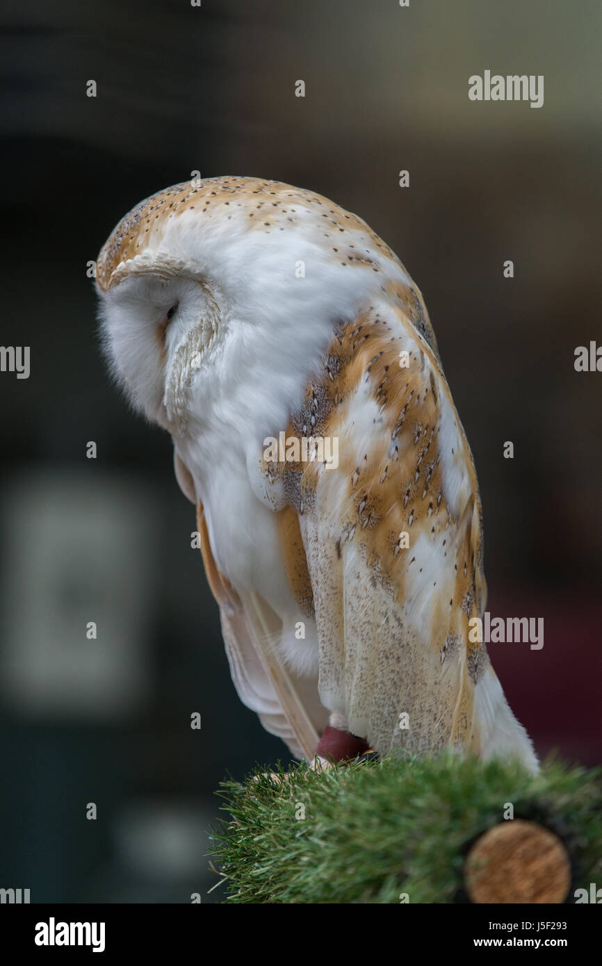 A Rescued Barn Owl Asleep on a perch Stock Photo