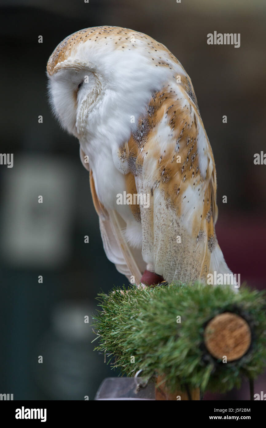 A Rescued Barn Owl Asleep on a perch Stock Photo