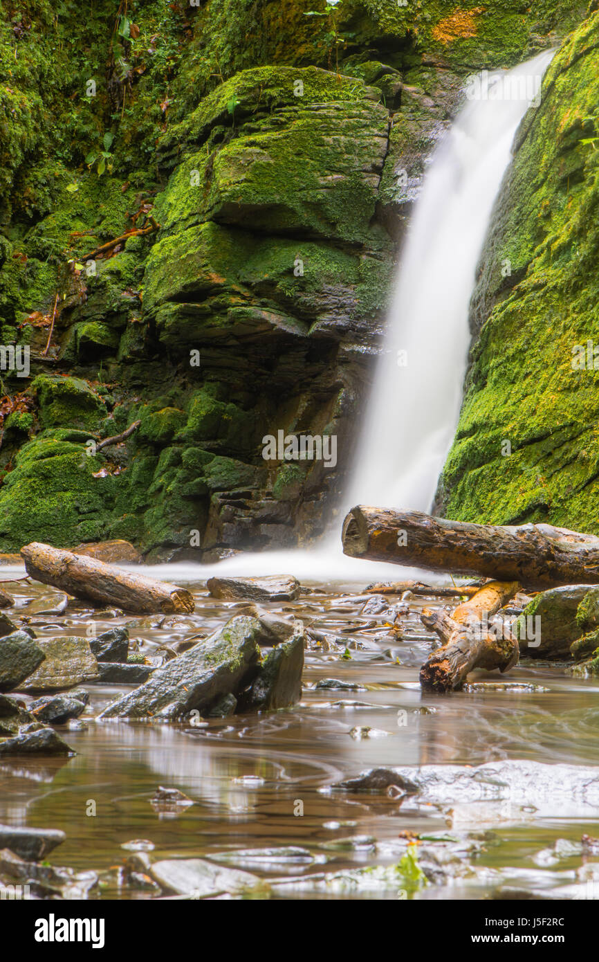 Waterfall in British ancient woodland. Stream flowing through Stephen's Vale nature reserve in Somerset, UK, with fallen logs Stock Photo
