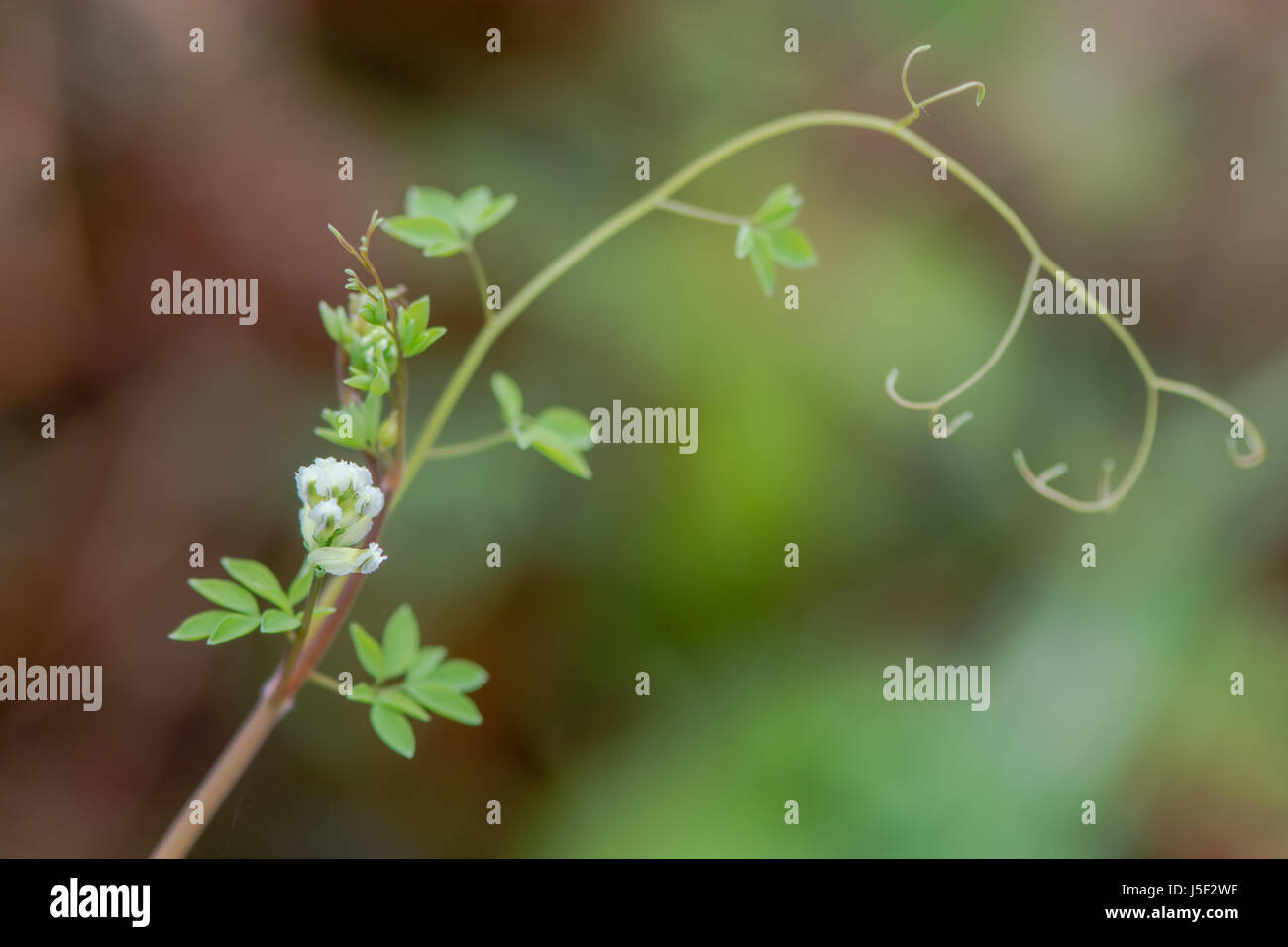 Climbing corydalis (Ceratocapnos claviculata) tendrils. White flowers on plant in the poppy family (Papaveraceae), growing in British woodland Stock Photo