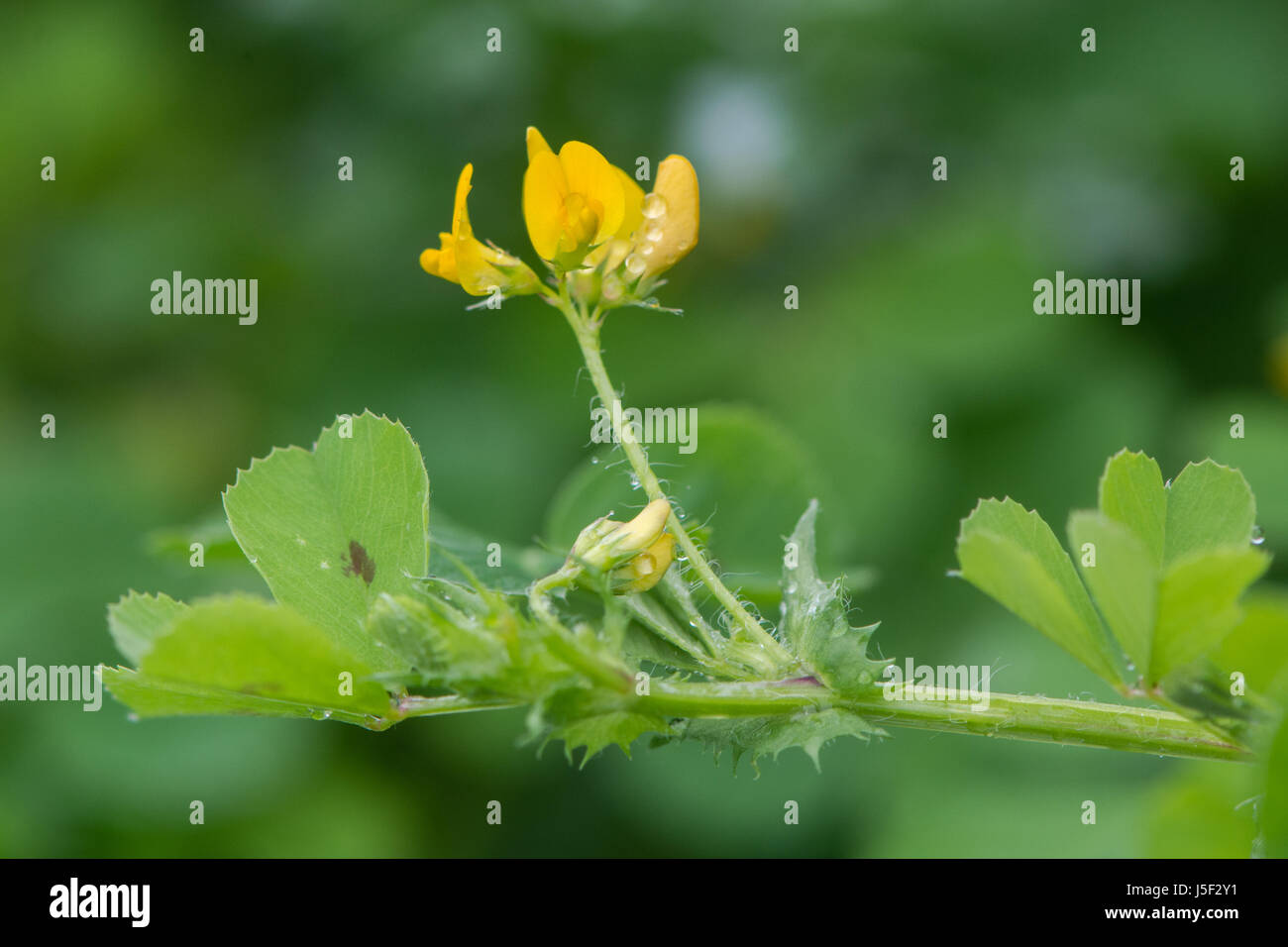 Spotted medick (Medicago arabica) in flower. Yellow flower and distinctive leaflets with dark blotch in centre of plant in pea family (Fabaceae) Stock Photo