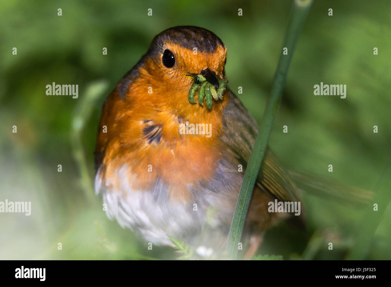 Robin with full beak hires stock photography and images Alamy