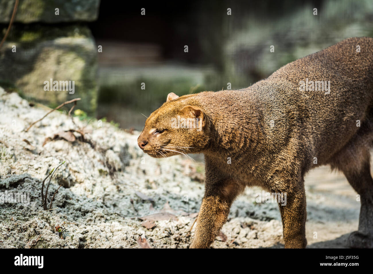 Little cats predator named the Jaguarundi (Puma yagouaroundi) from america.  Wildlife animal Stock Photo - Alamy