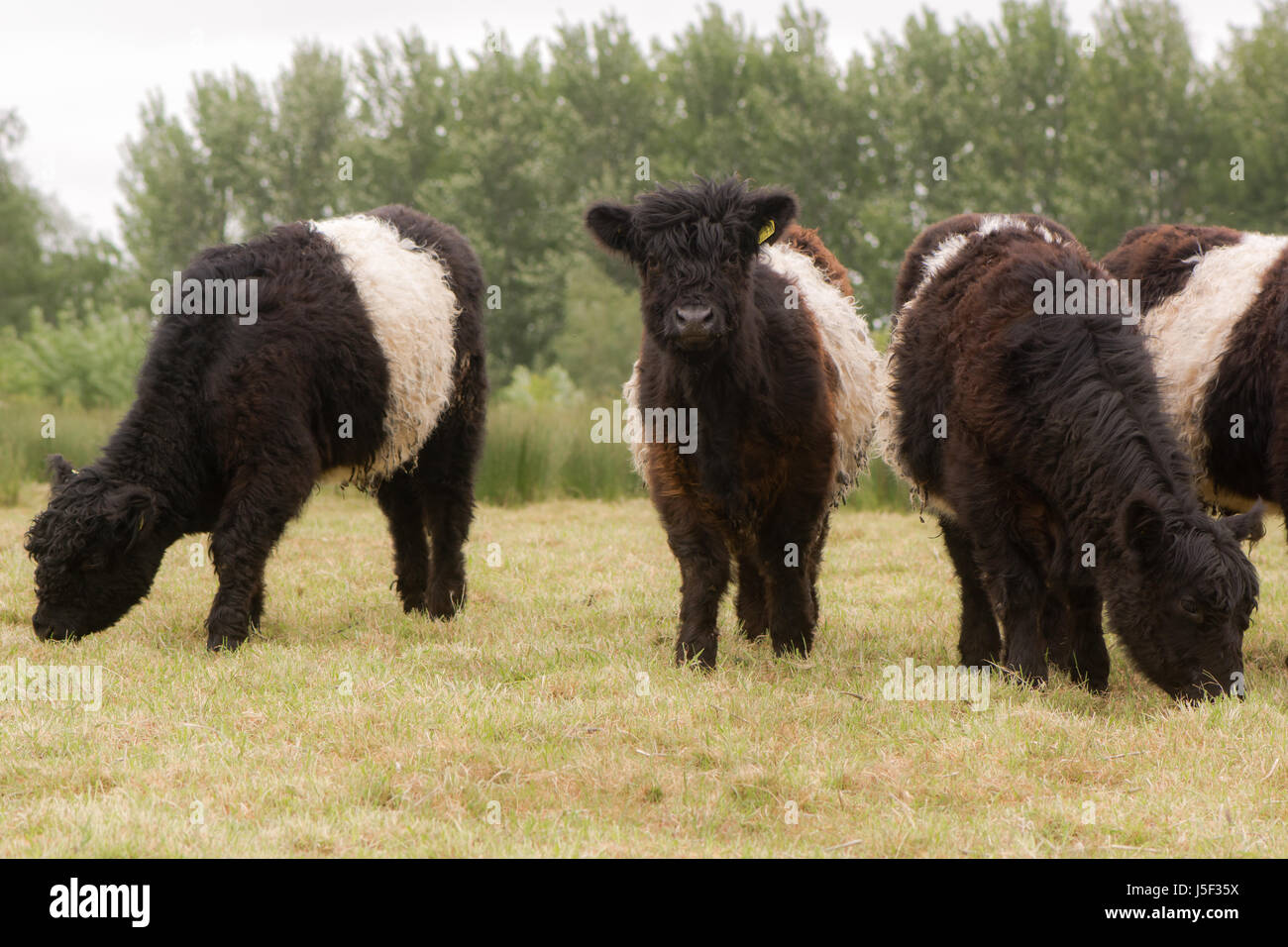Belted galloway cattle grazing. Attractive heritage breed of beef cattle with long hair coat Stock Photo
