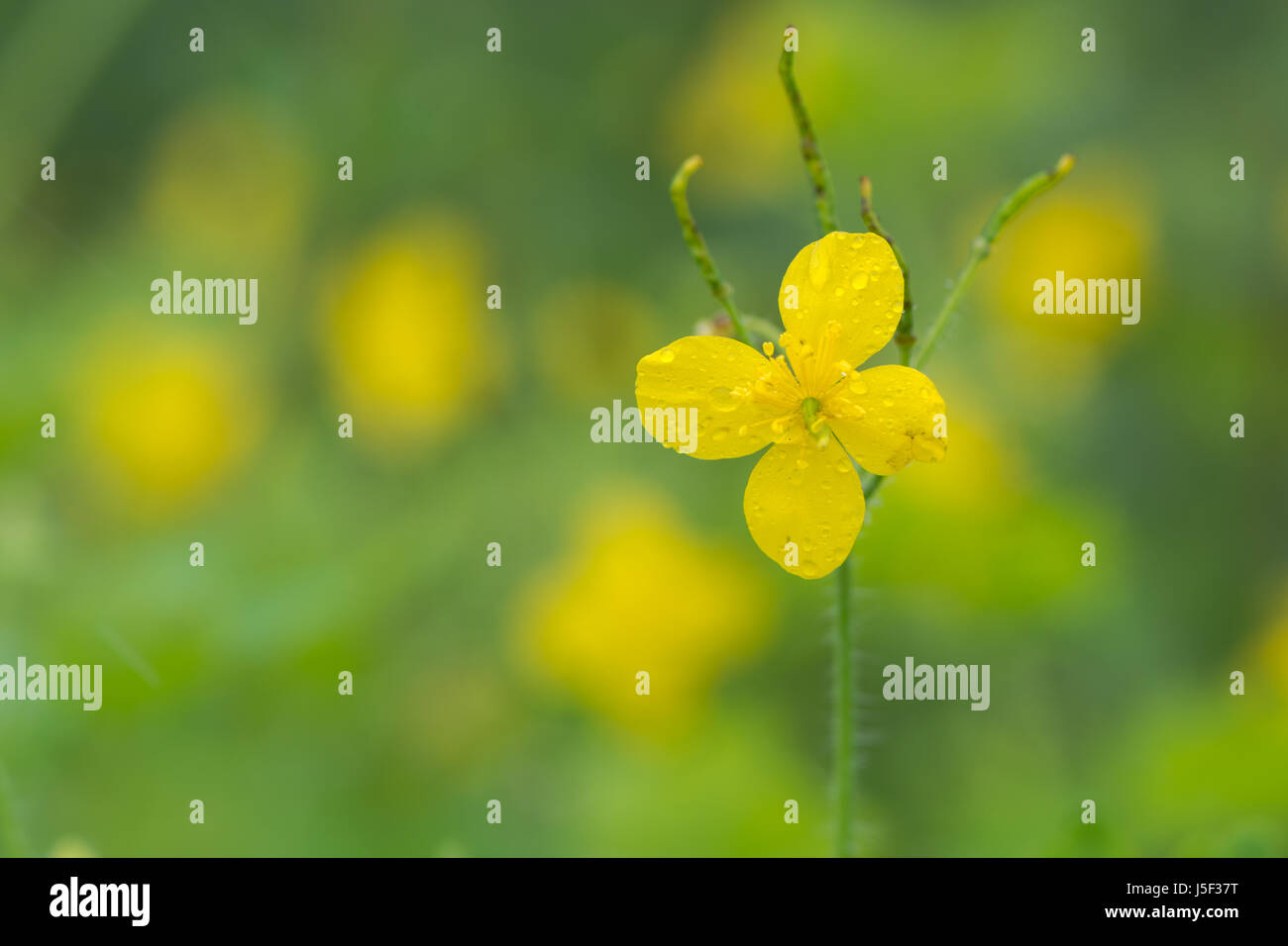 Greater celandine (Chelidonium majus) single flower. Bright yellow