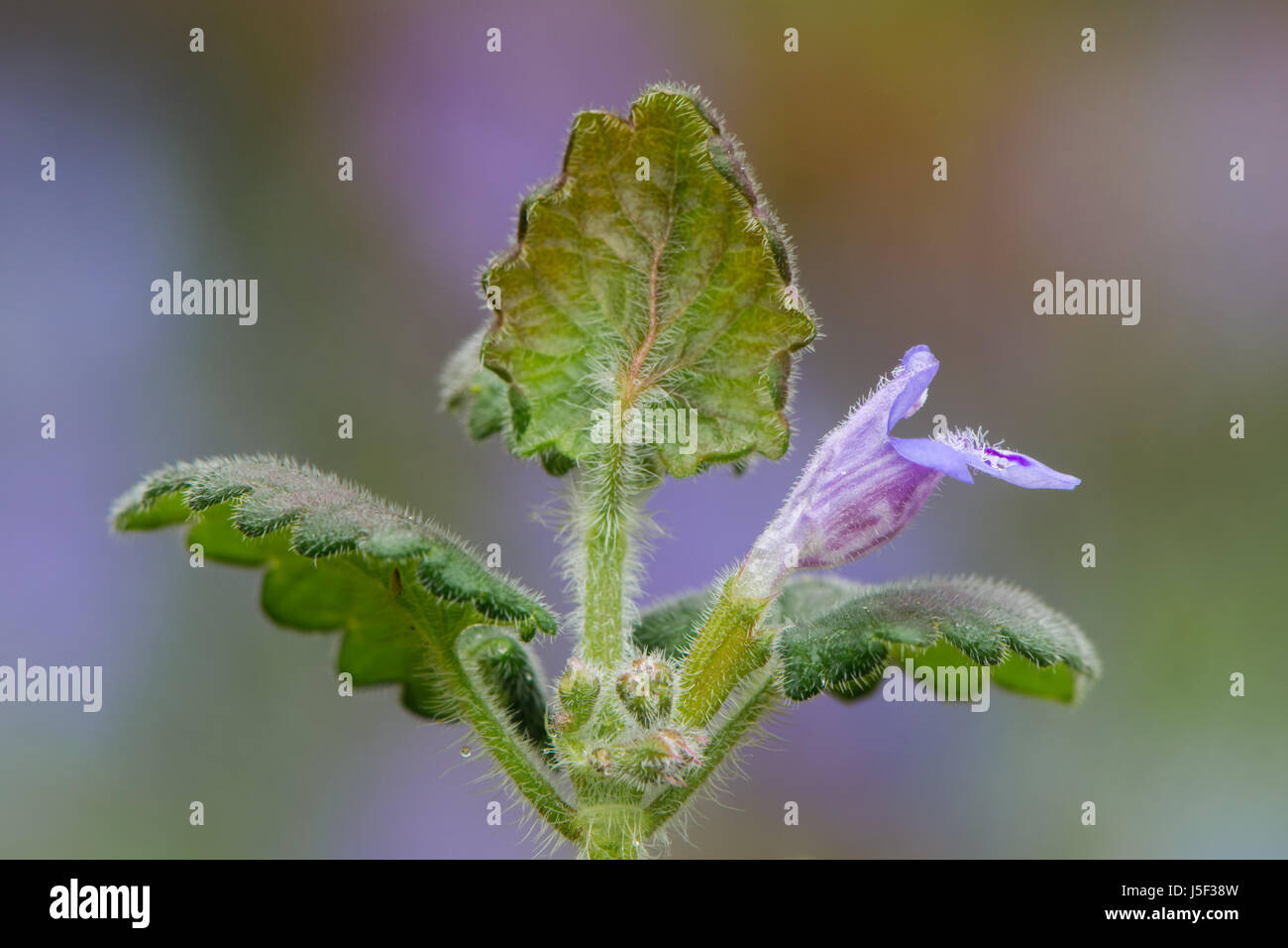 Ground-ivy (Glechoma hederacea) flowering. Violet blue flower of low-growing aromatic plant in the mint family (Lamiaceae) Stock Photo