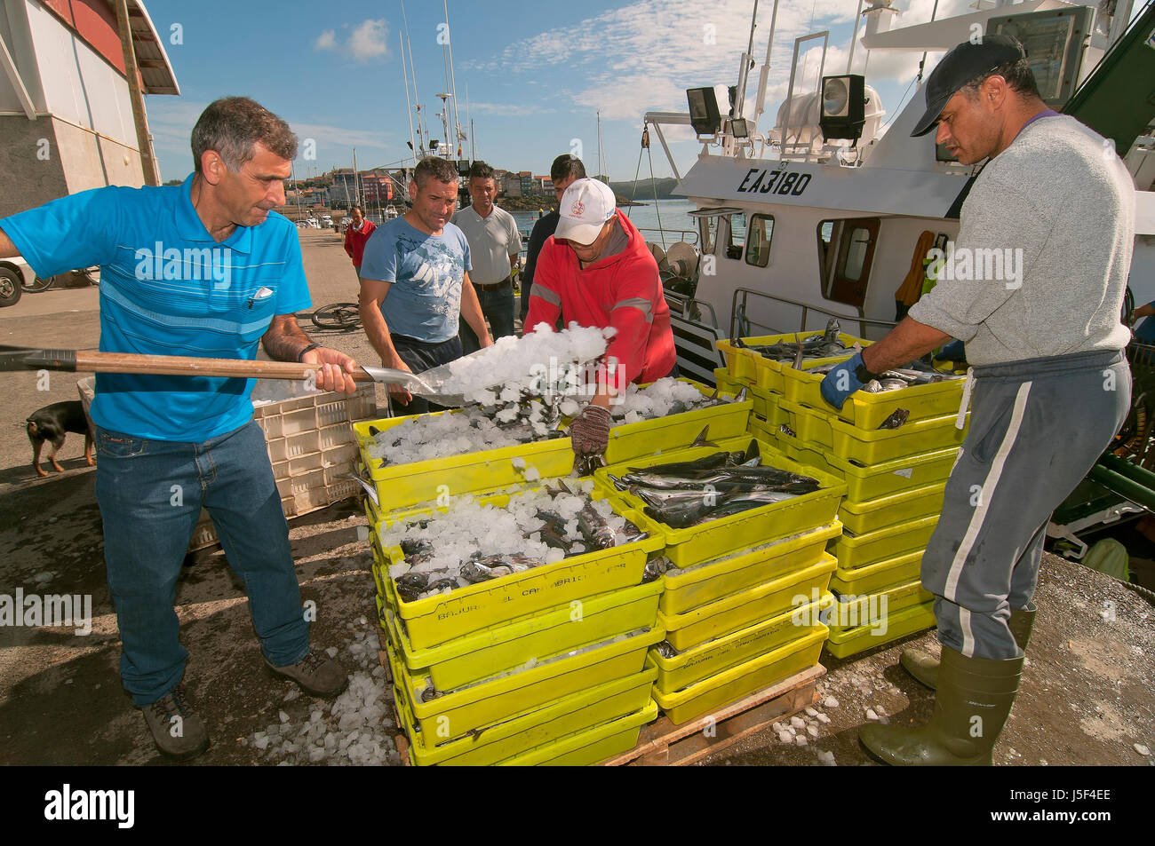 Fishing boat unloading boxes of fish, Camarinas, La Coruna province, Region of Galicia, Spain, Europe Stock Photo