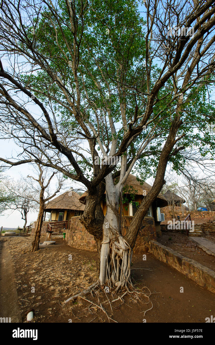 Accommodation bungalow Oilifants camp, Kruger National Park, South Africa Stock Photo