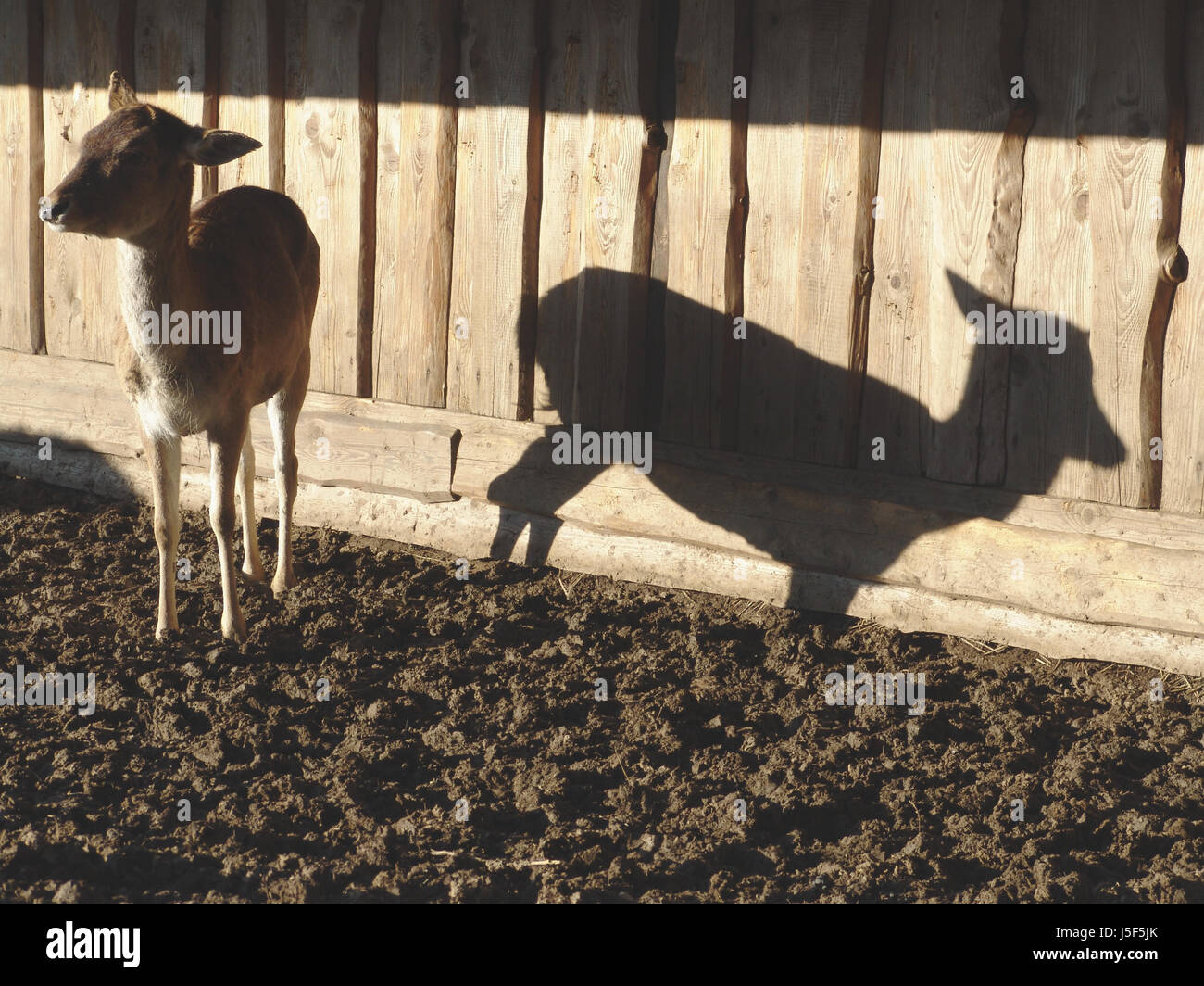 wild fence animal husbandry wild animal hovel lodge shaddow shadow shadows hut Stock Photo