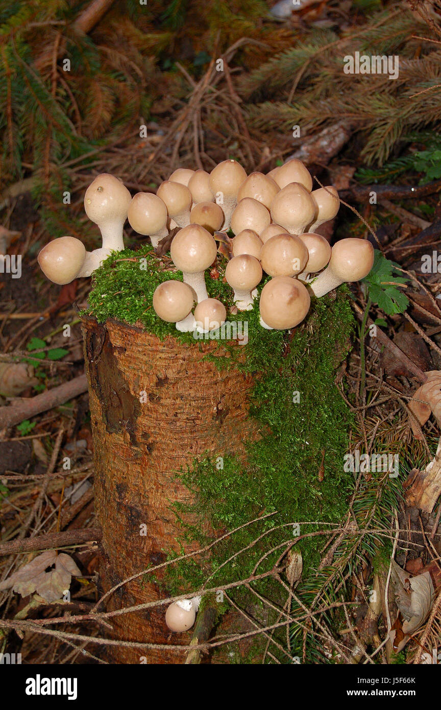 green deciduous trees mushrooms walk go for a walk forest waldlauf vitaparcours Stock Photo