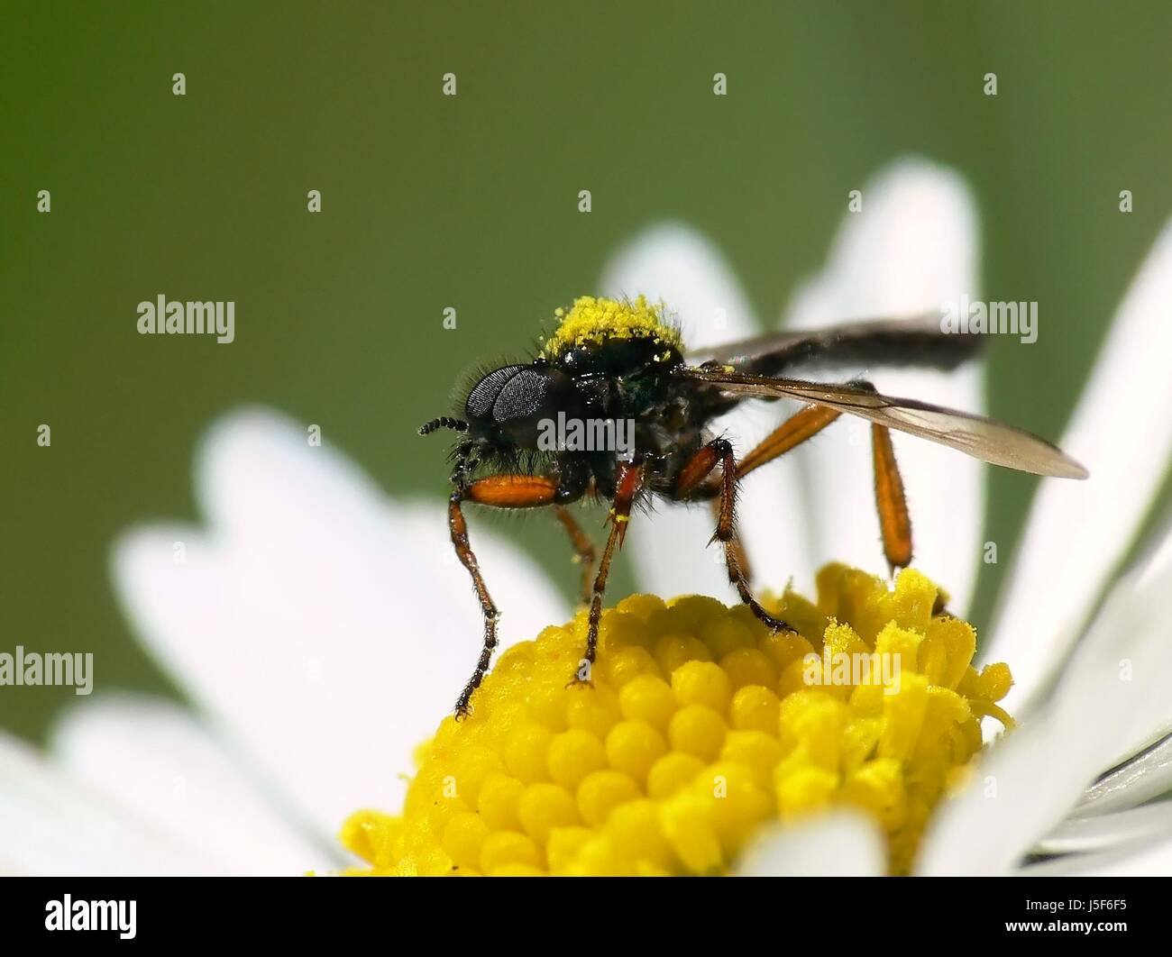 insect green bloom blossom flourish flourishing blank european ...
