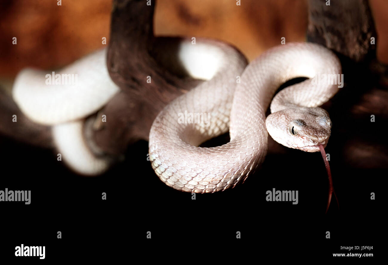 https://c8.alamy.com/comp/J5F6J4/danger-teeth-eyes-fear-hovel-snake-otter-vipers-anxious-afraid-attack-J5F6J4.jpg