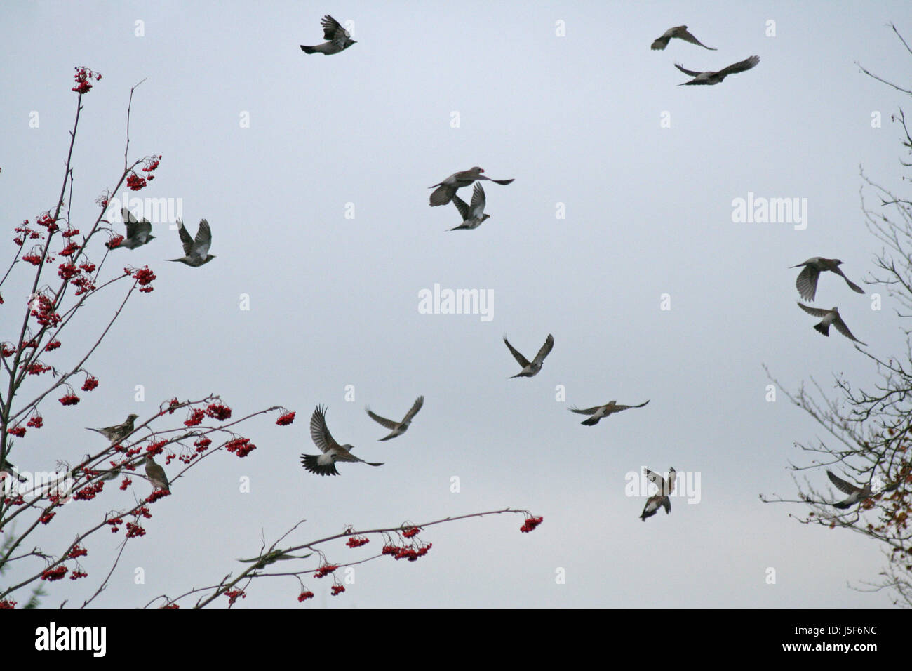 bird brown brownish brunette birds europe wing resin visit rowan berries pull Stock Photo