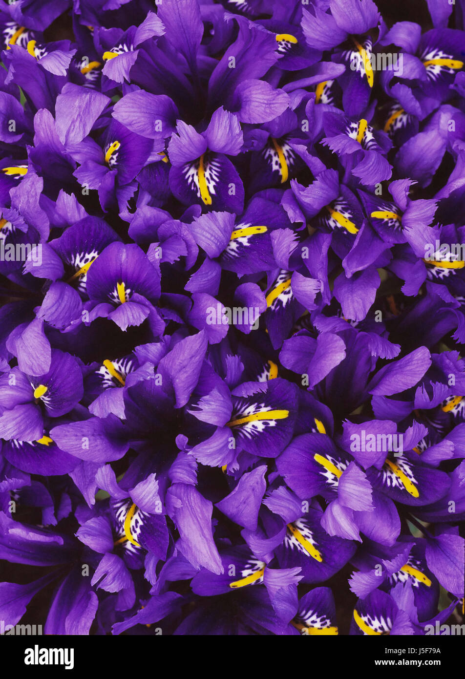 Iris, Iris reticulata 'Harmony', Mass of purple coloured flowers. Stock Photo