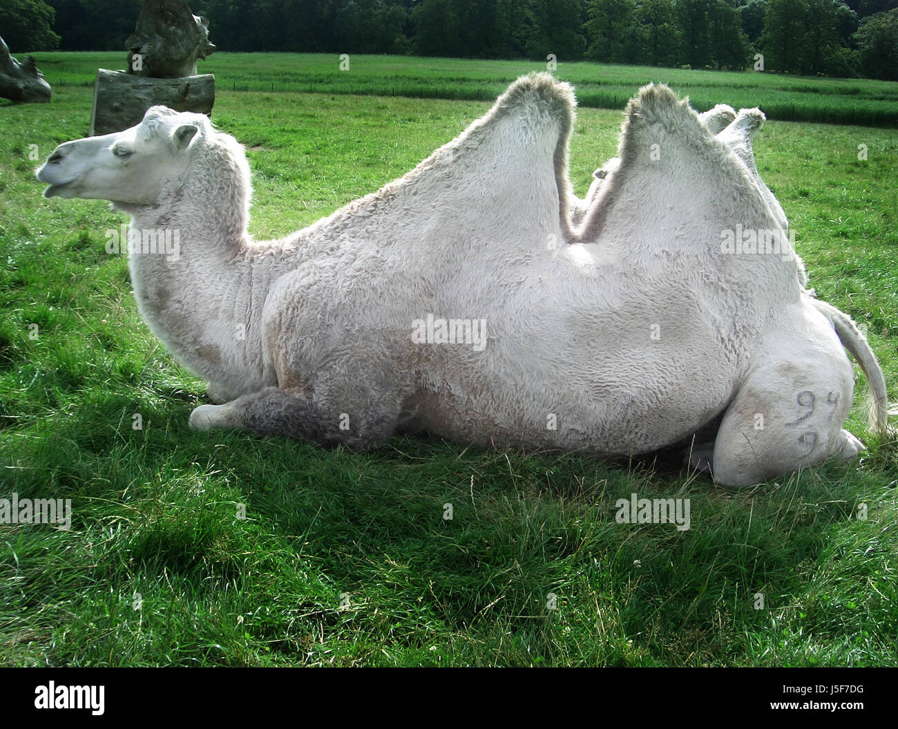stool ride camel lie lying lies hoofed animal dromedary hump meadow