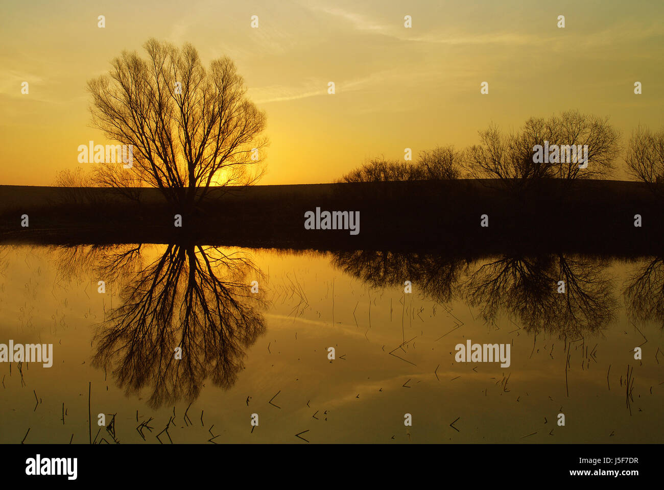 shine shines bright lucent light serene luminous tree trees sunrise reed bushes Stock Photo