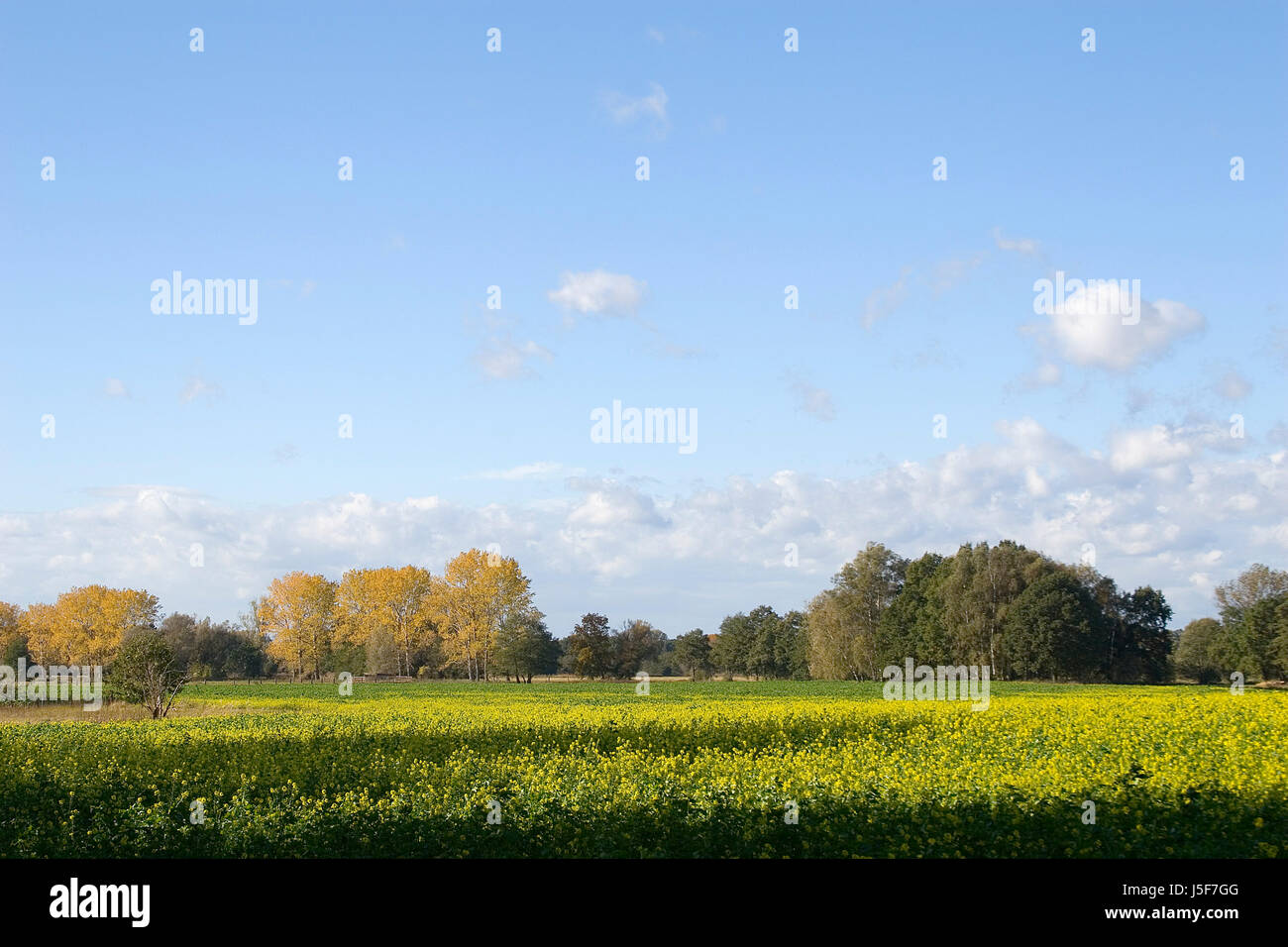 tree trees green coleseed fields meadows lowlands late summer autumn foliage Stock Photo