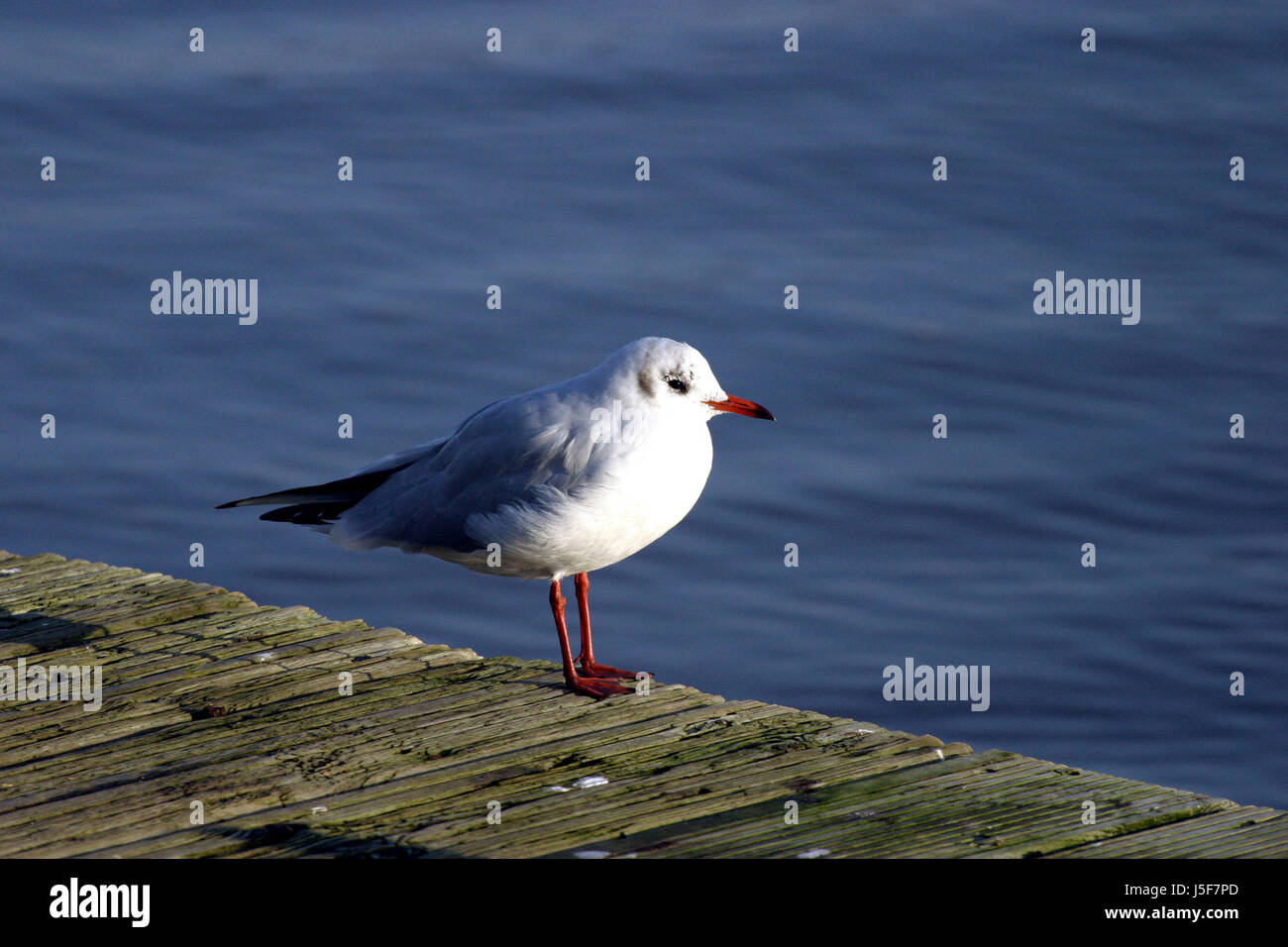 blue bird wood birds wing bridge beak beaks firmament sky water seagulls gulls Stock Photo