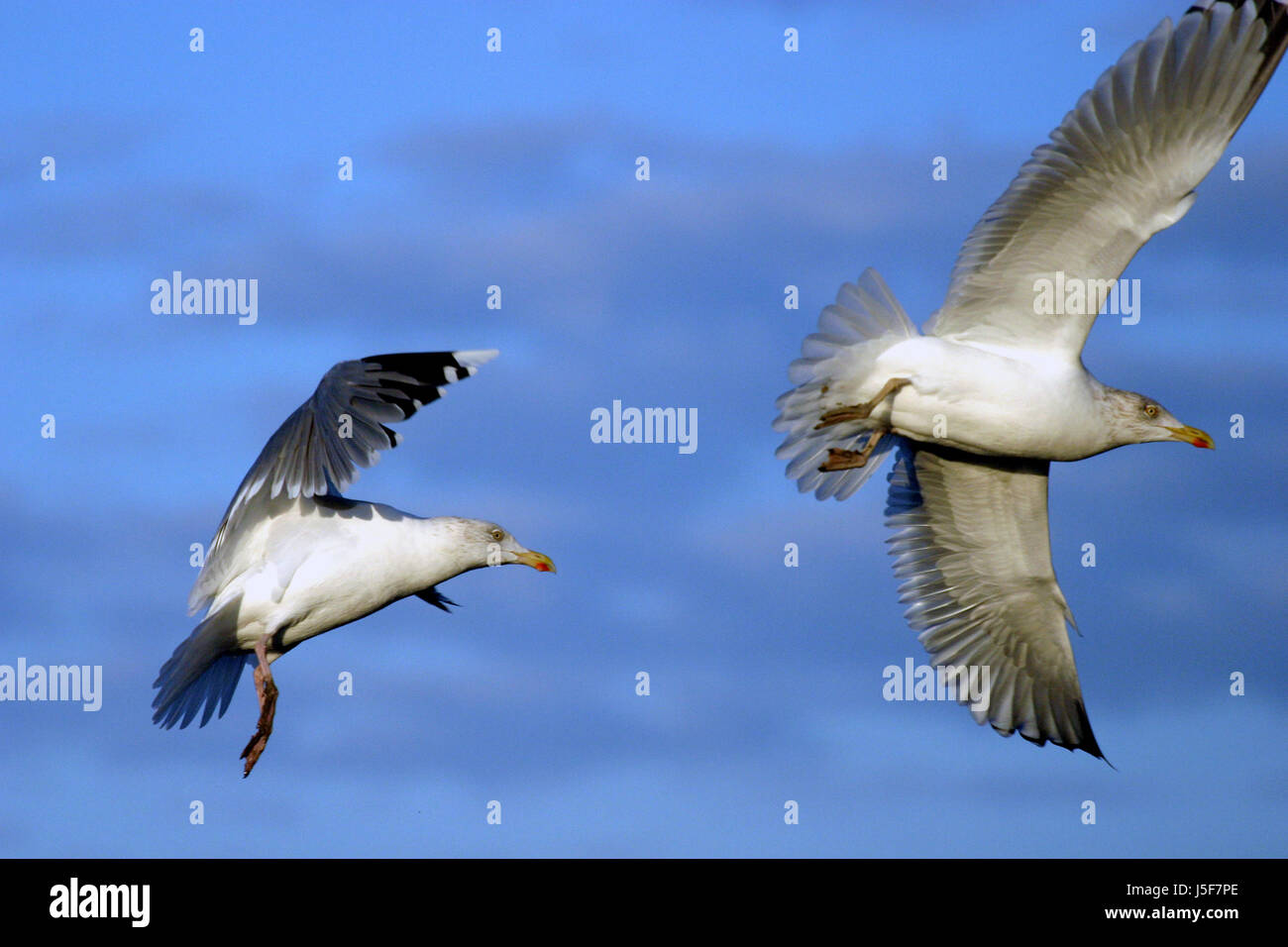blue flight bird birds wing beak swinging swing attack beaks firmament sky fly Stock Photo
