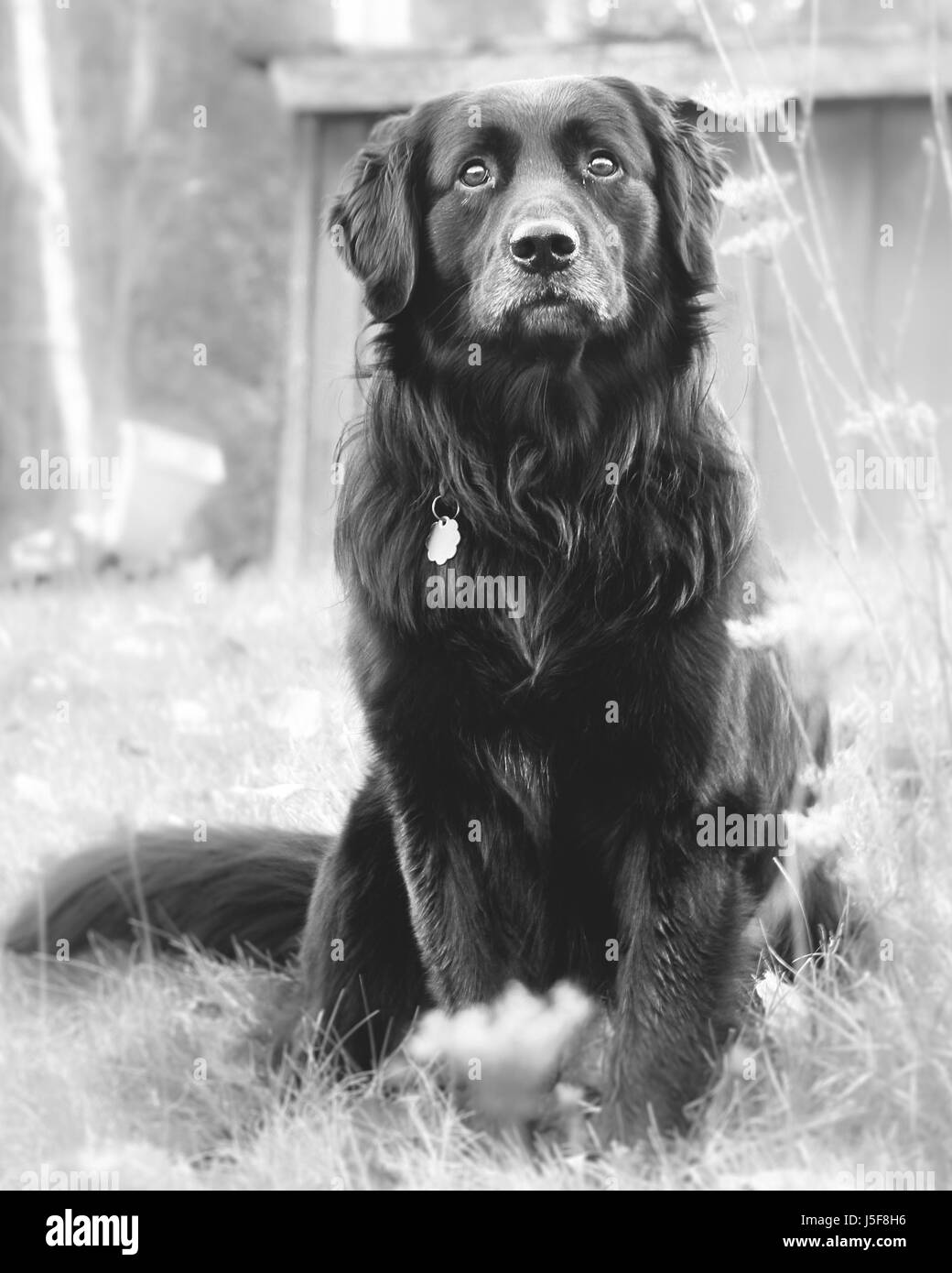 Black dog with serious look on his face waits looking lost and forlorn in Upstate New York. Stock Photo