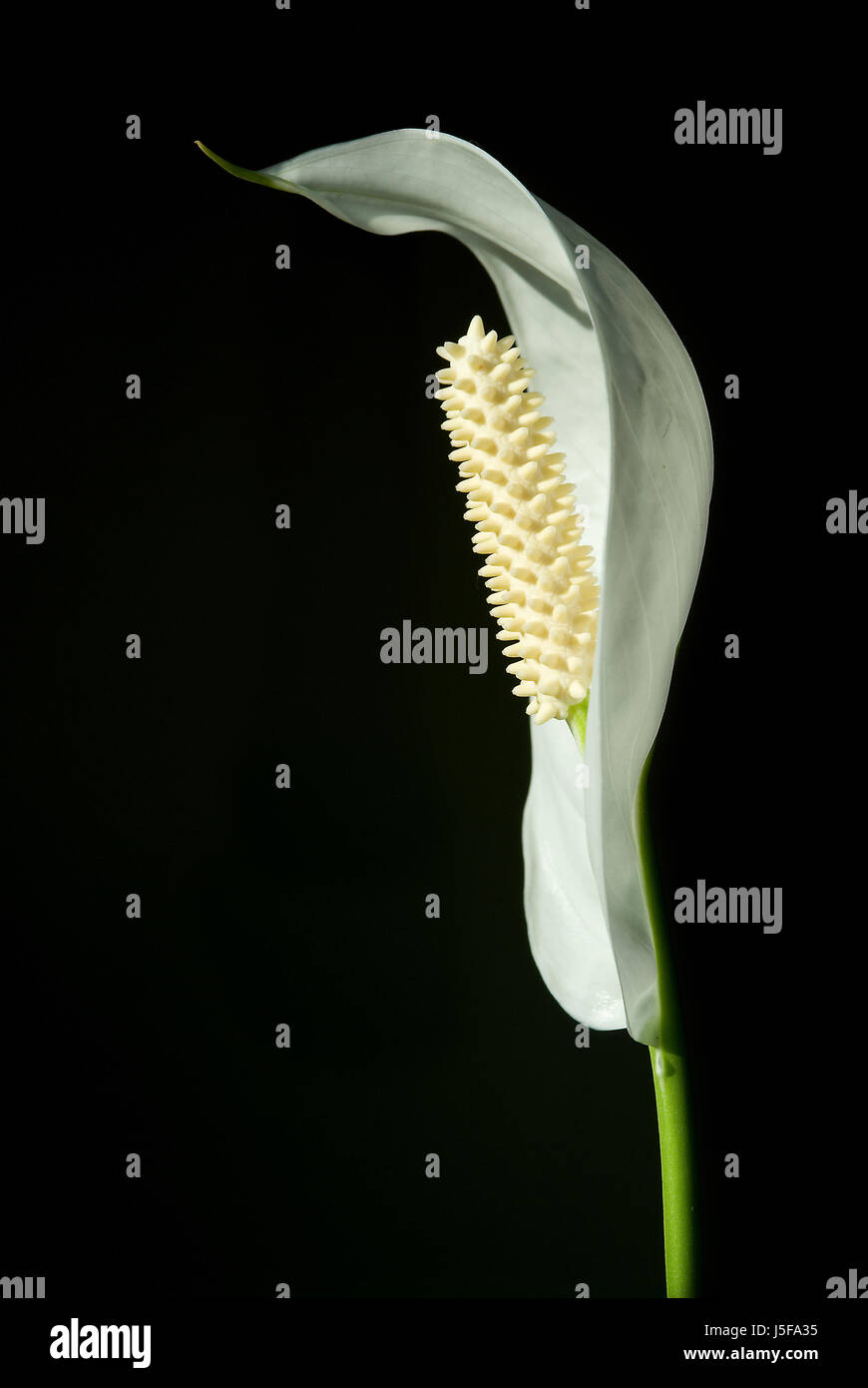 flower plant bloom blossom flourish flourishing botany blank european caucasian Stock Photo