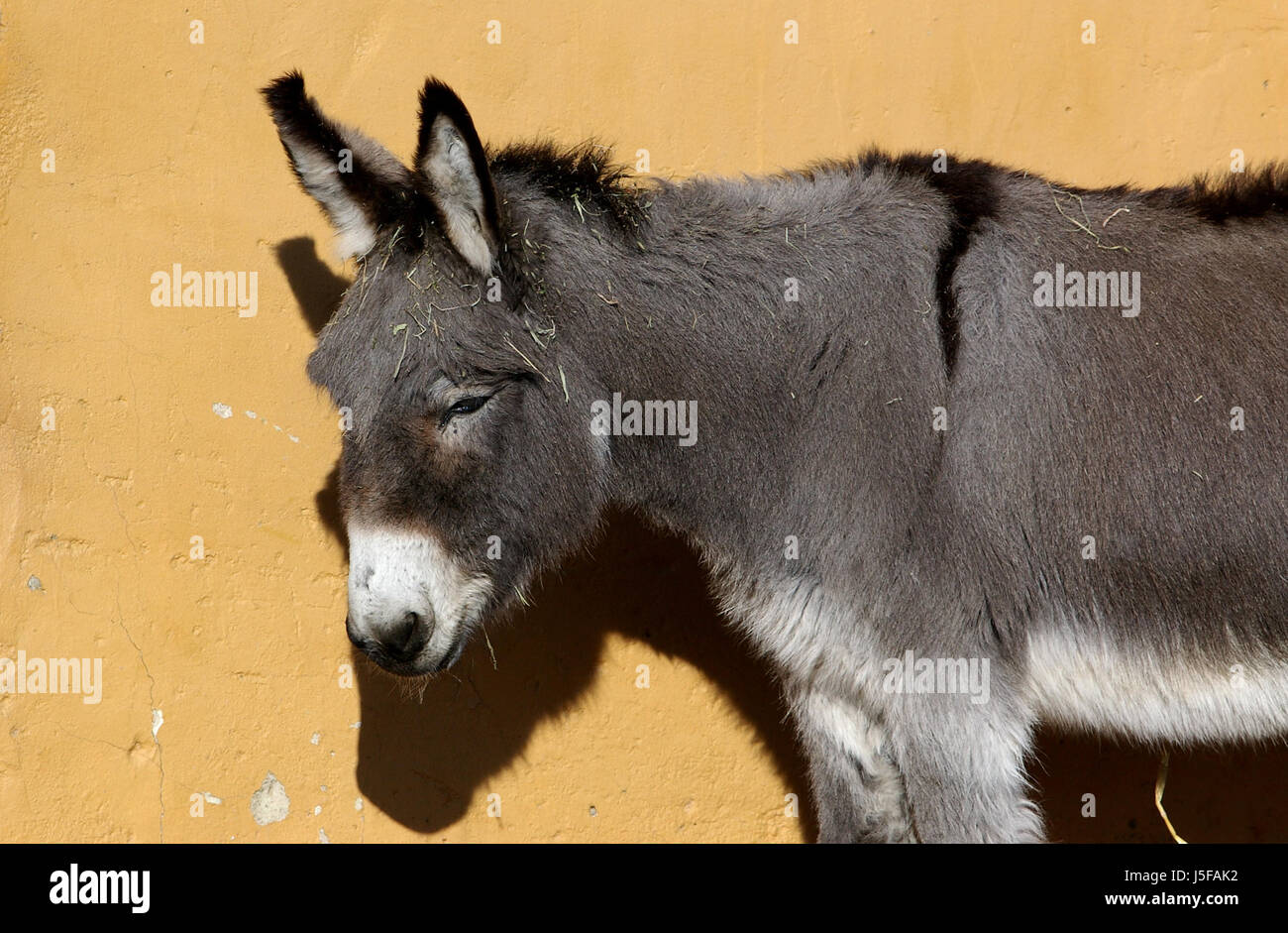 sad ears skin horse horses mammals donkey pack animal frugal pack-animal Stock Photo