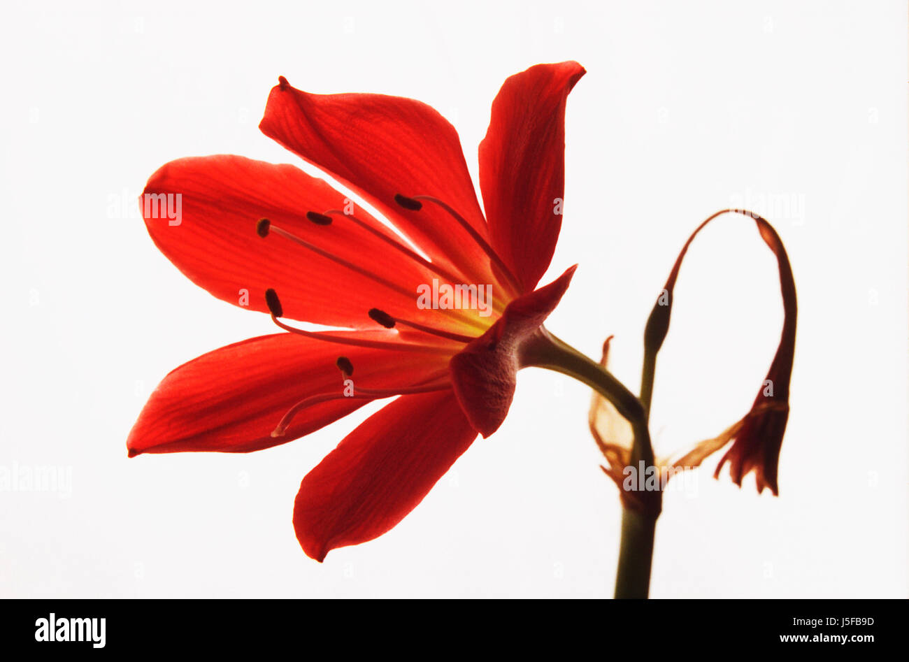 Scarborough lily, Cyrtanthus elatus, Orange subject, White background. Stock Photo