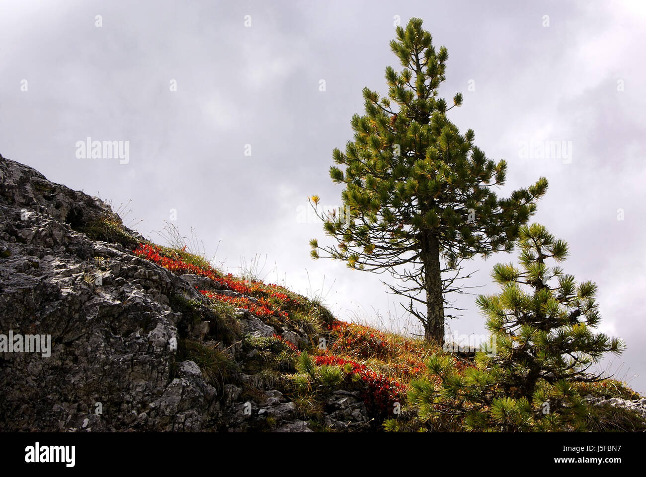 pine alps south tyrol flora rock moss alpine pines fouling alpine flora Stock Photo