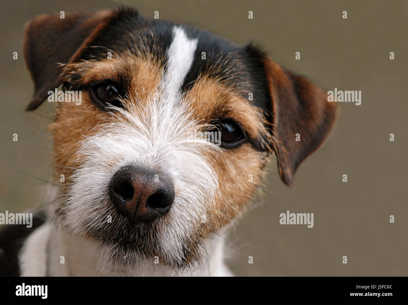 terrier view Stock Photo