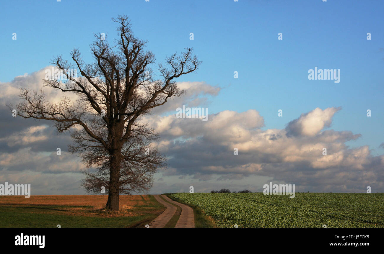 caspar david friedrich oak Stock Photo