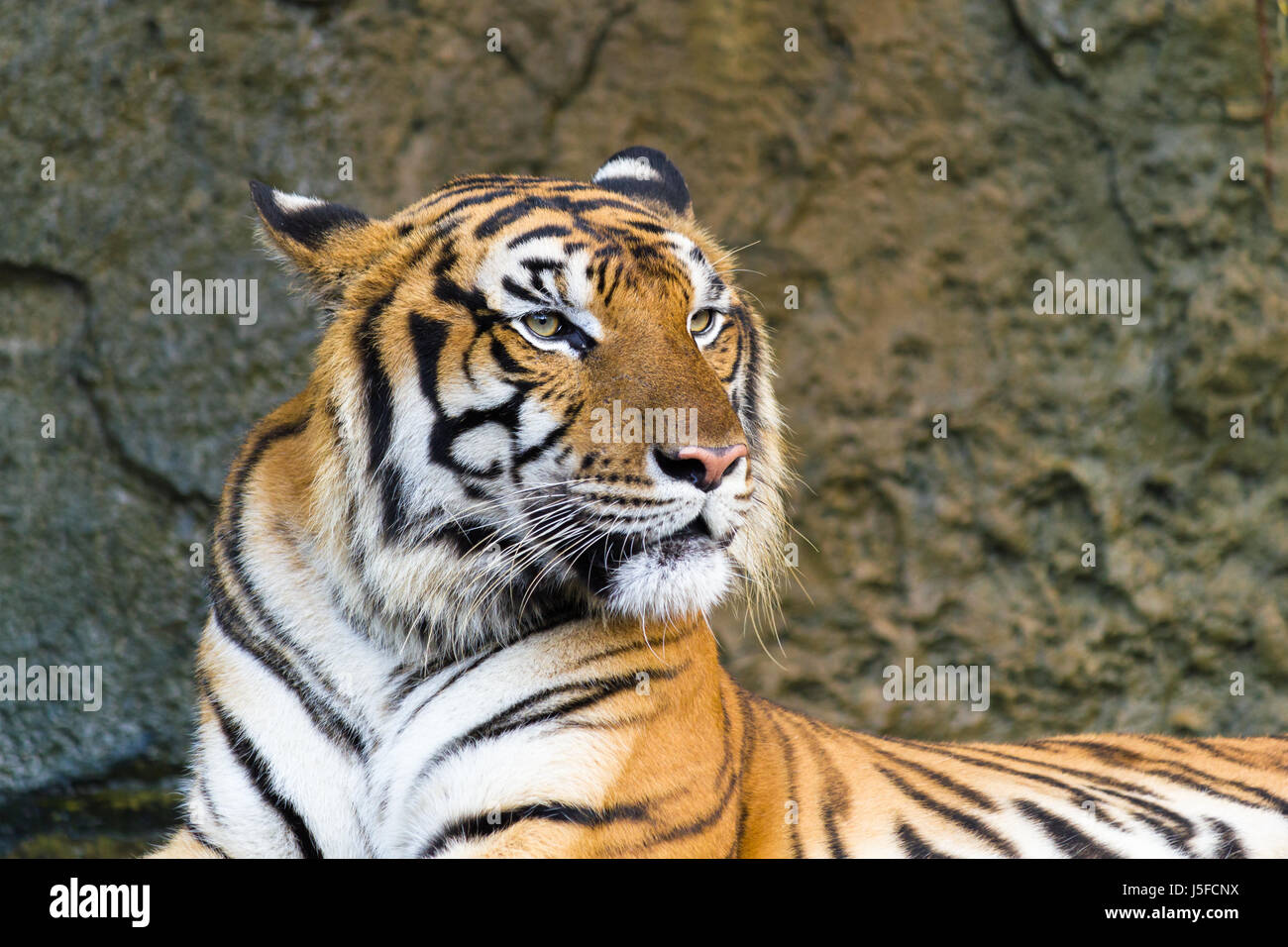 Profile of a tiger staring forward with background of stone wall Stock Photo