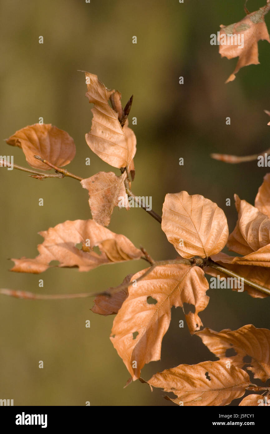 Gold leaves hires stock photography and images Alamy