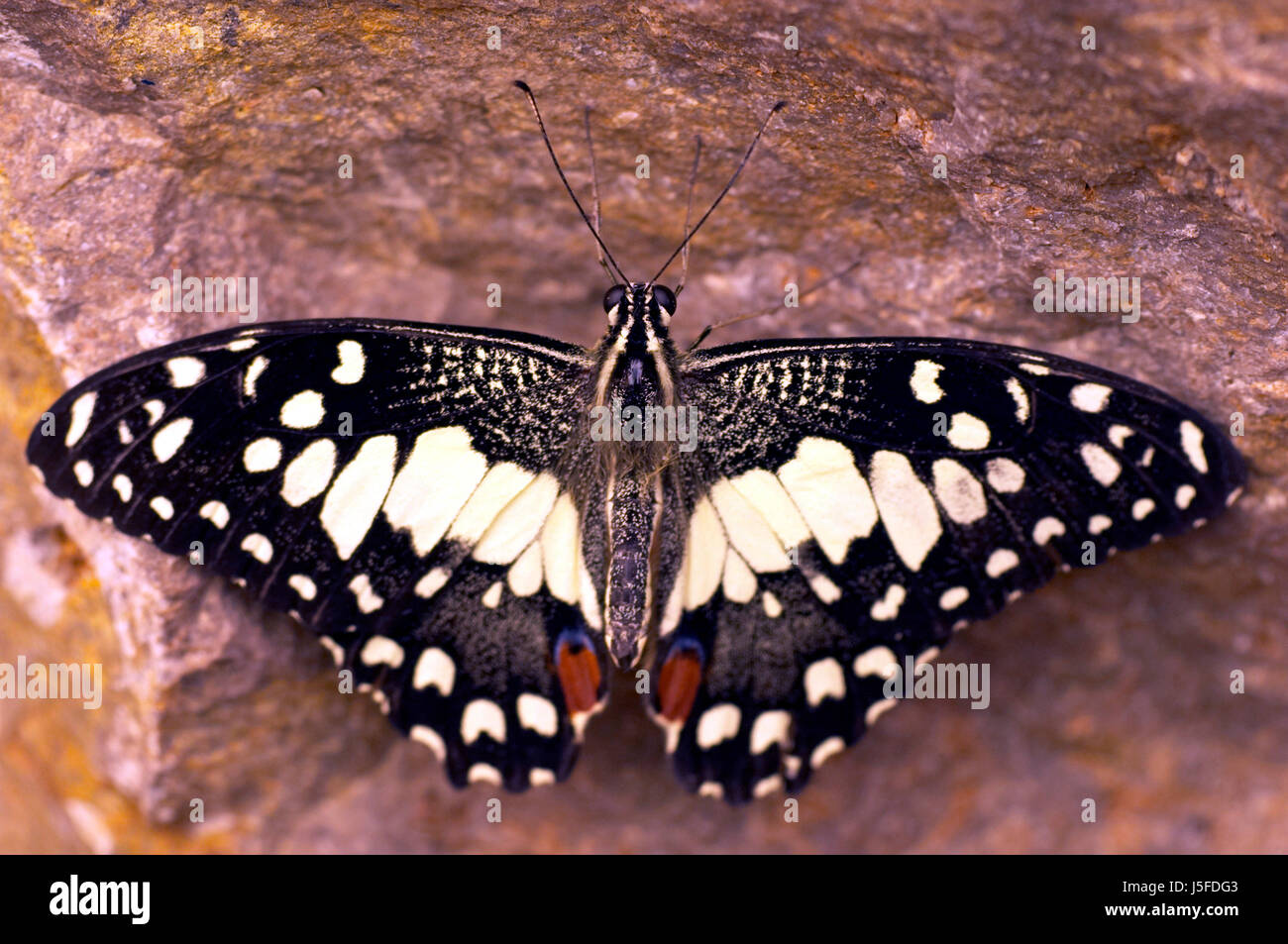 legs macro close-up macro admission close up view insect insects butterfly Stock Photo