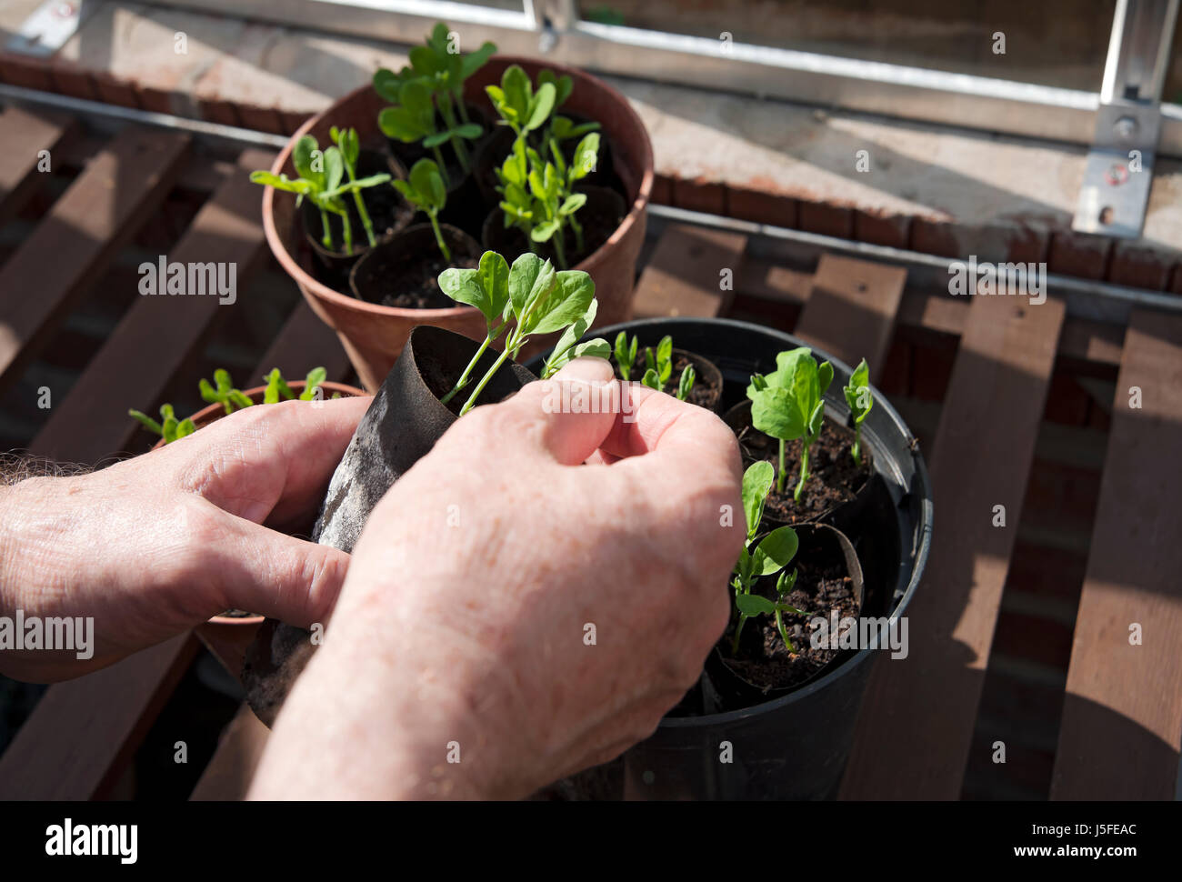 Close up of person man gardener thinning out pinch pinching out tops of young sweet pea plants plant growing in the greenhouse in spring Stock Photo