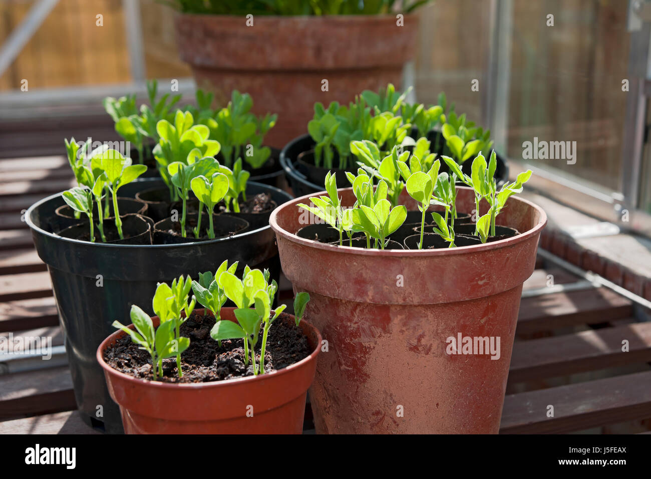 Close up of pots of young sweet pea seedlings plants plant growing in the greenhouse in spring Stock Photo