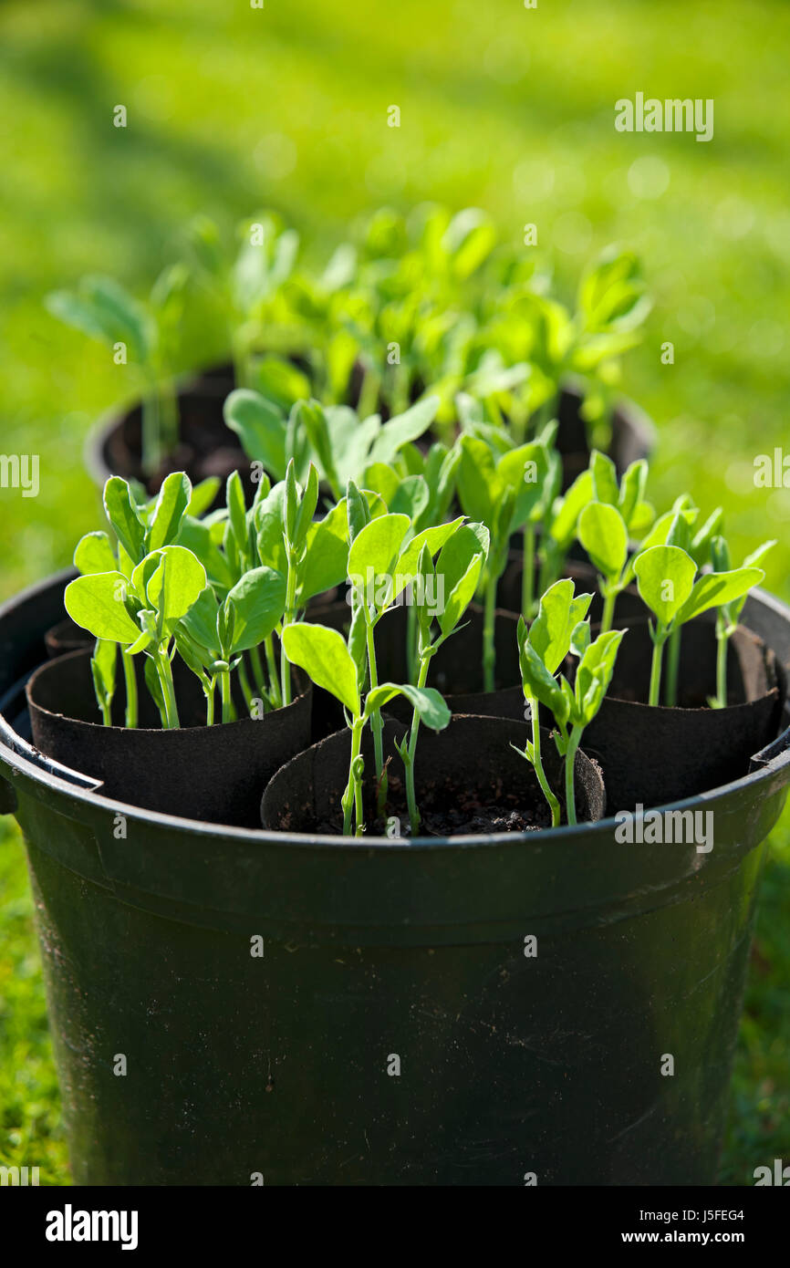 Close up of young sweet pea plants growing in plastic plant pot pots Stock Photo