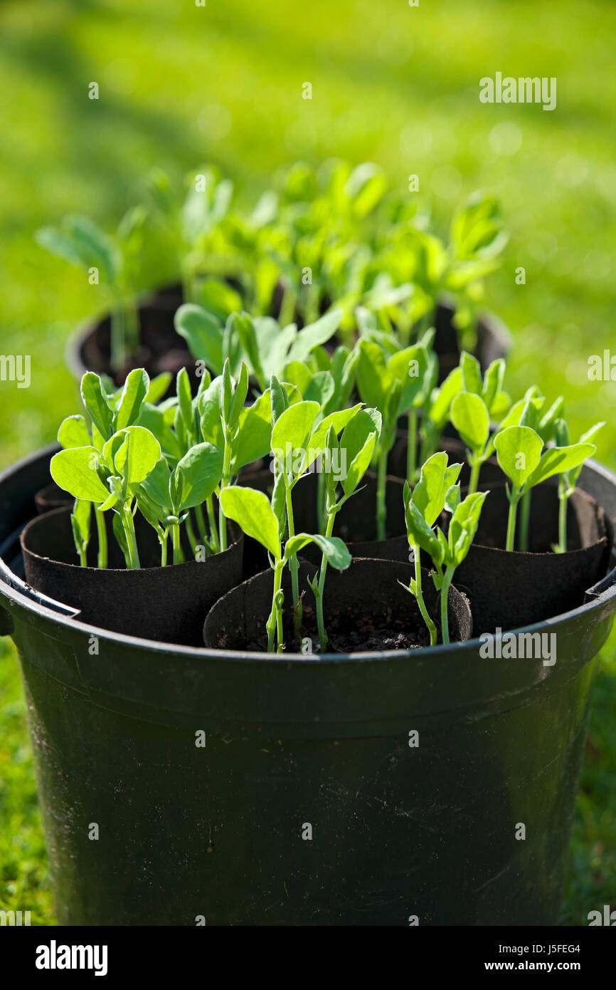 Sweet Pea Leaves