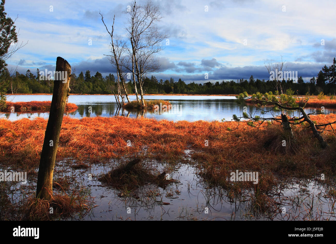 waters birches reed grasses mirroring nature-sanctuary frowningly menacing fen Stock Photo