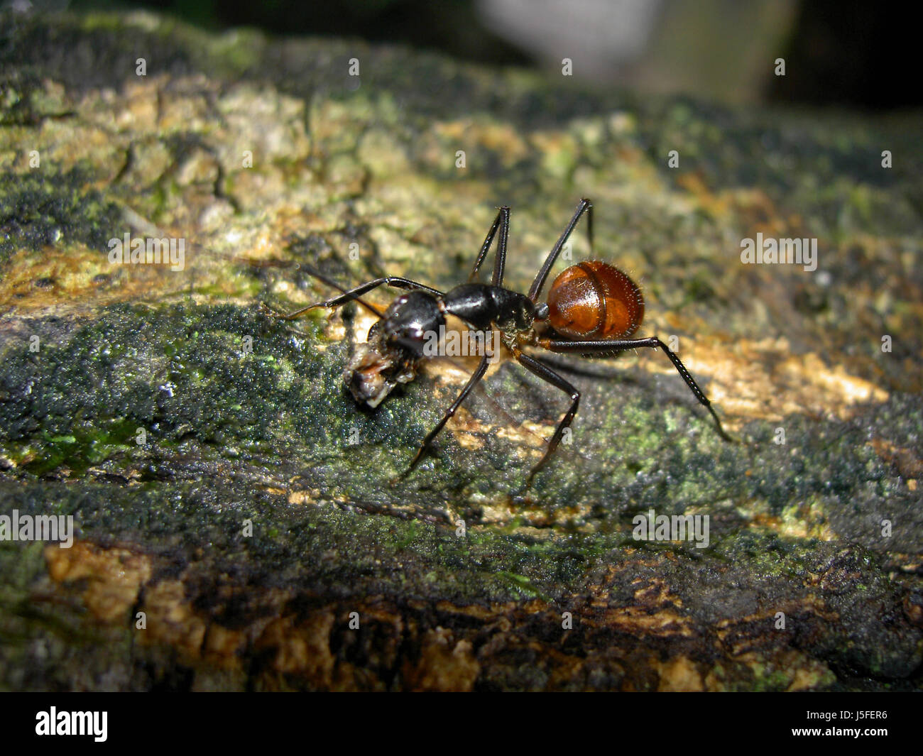 Riesenwaldameise hi-res stock photography and images - Alamy