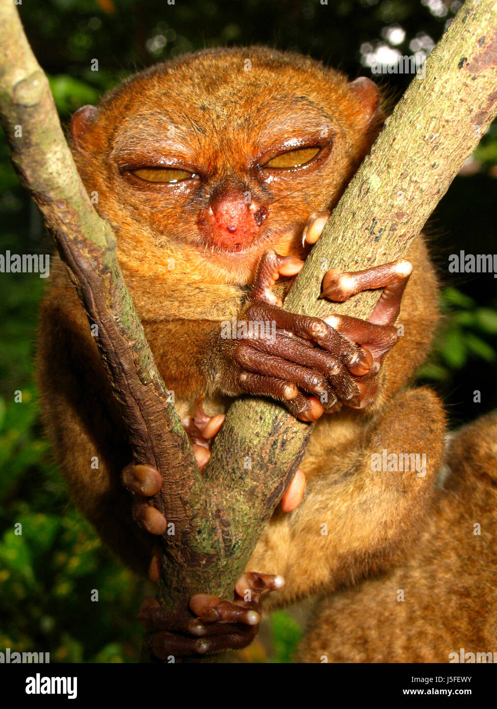 asia monkey eyes small tiny little short hold threatens philippines goblin Stock Photo