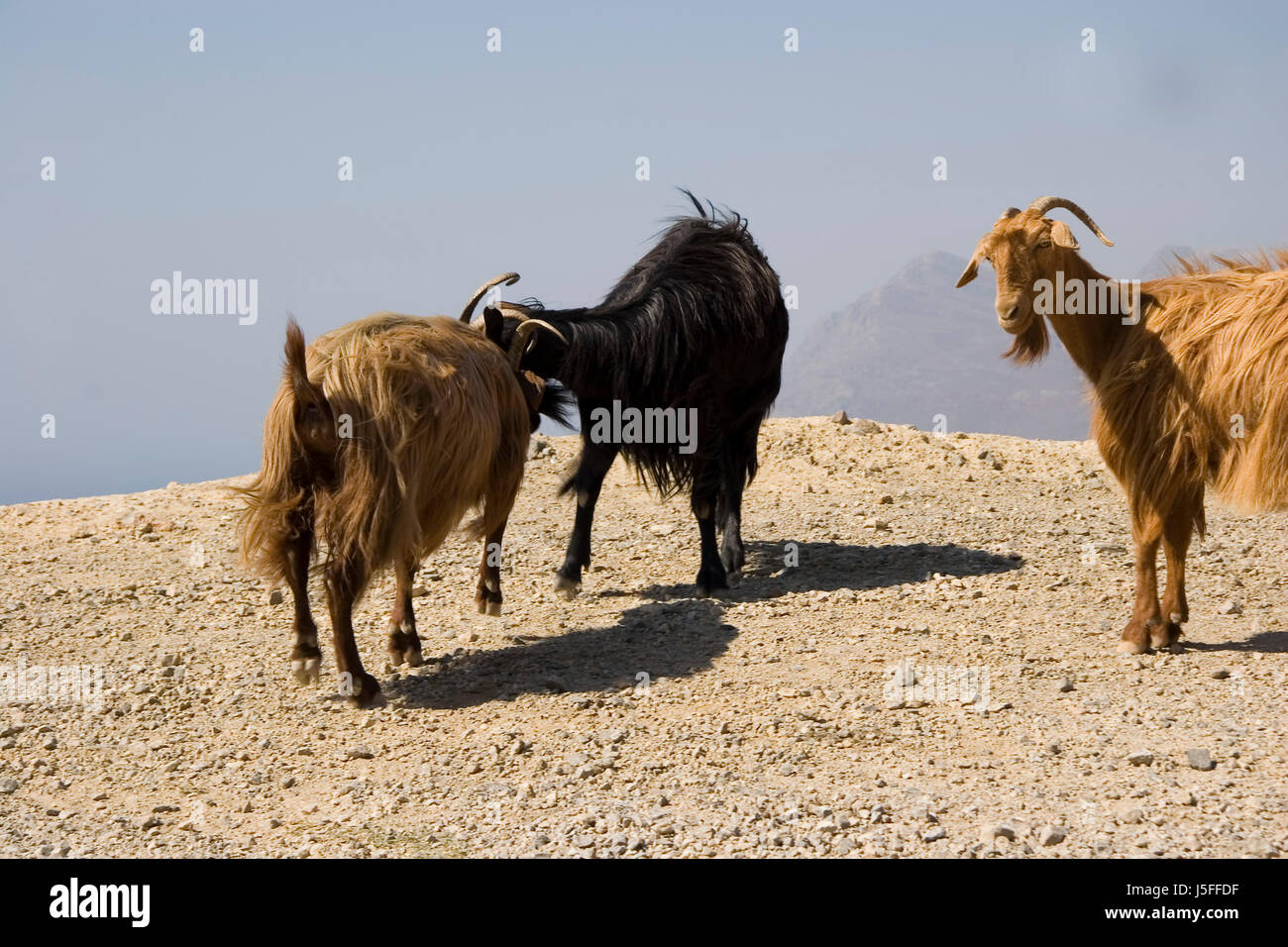 dust goat horn obstinate goats look glancing see view looking peeking